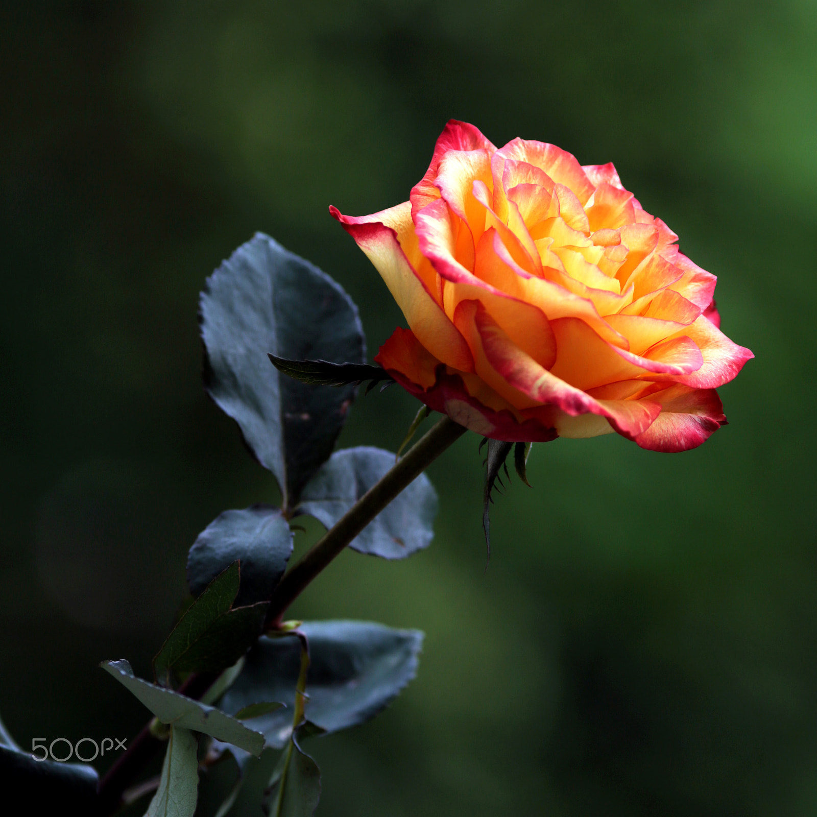 Canon EOS 6D + Canon EF 200mm f/2.8L sample photo. Bicoloured photography