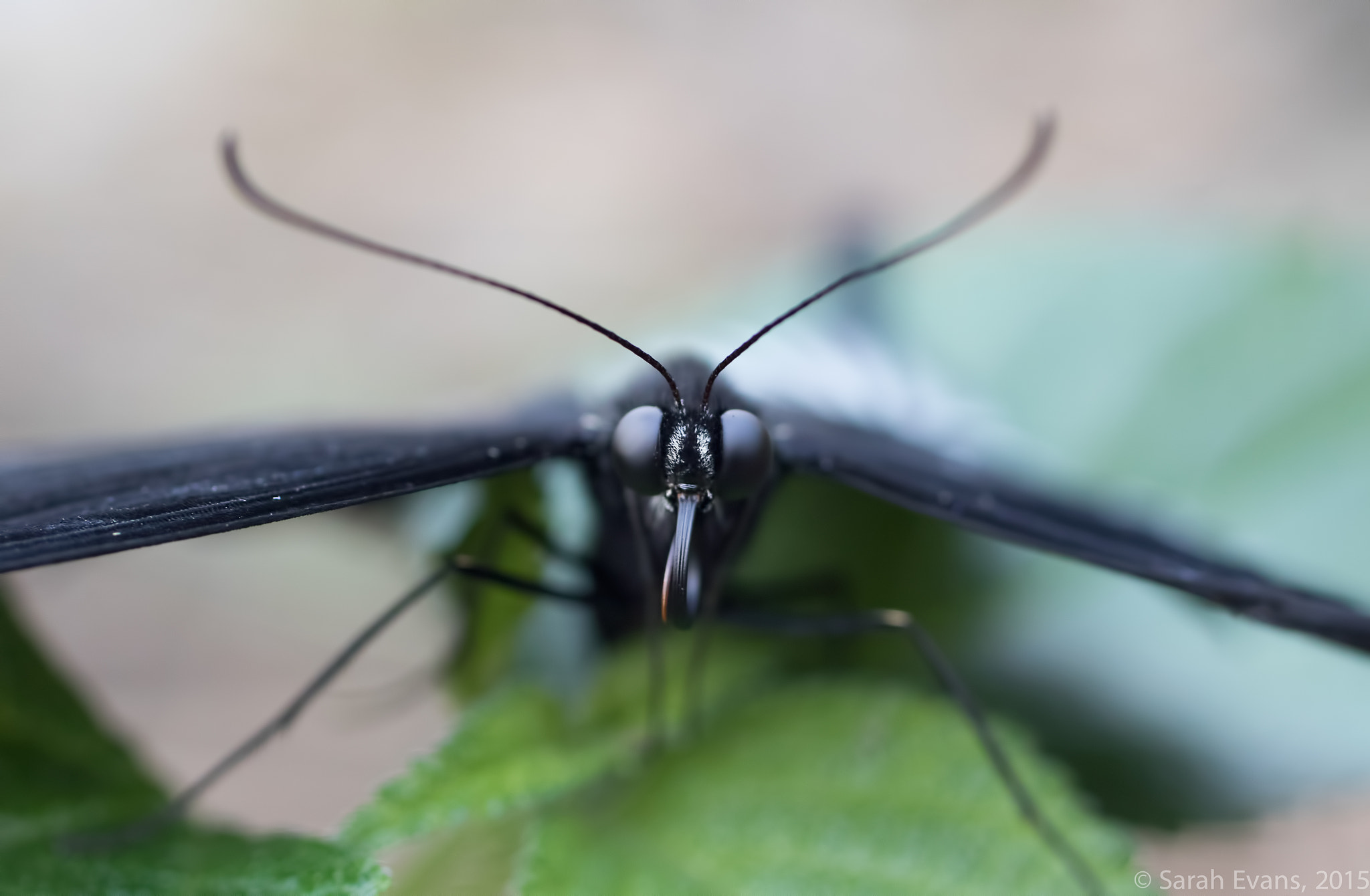 Canon EF 50mm F2.5 Macro sample photo. Elysian photography