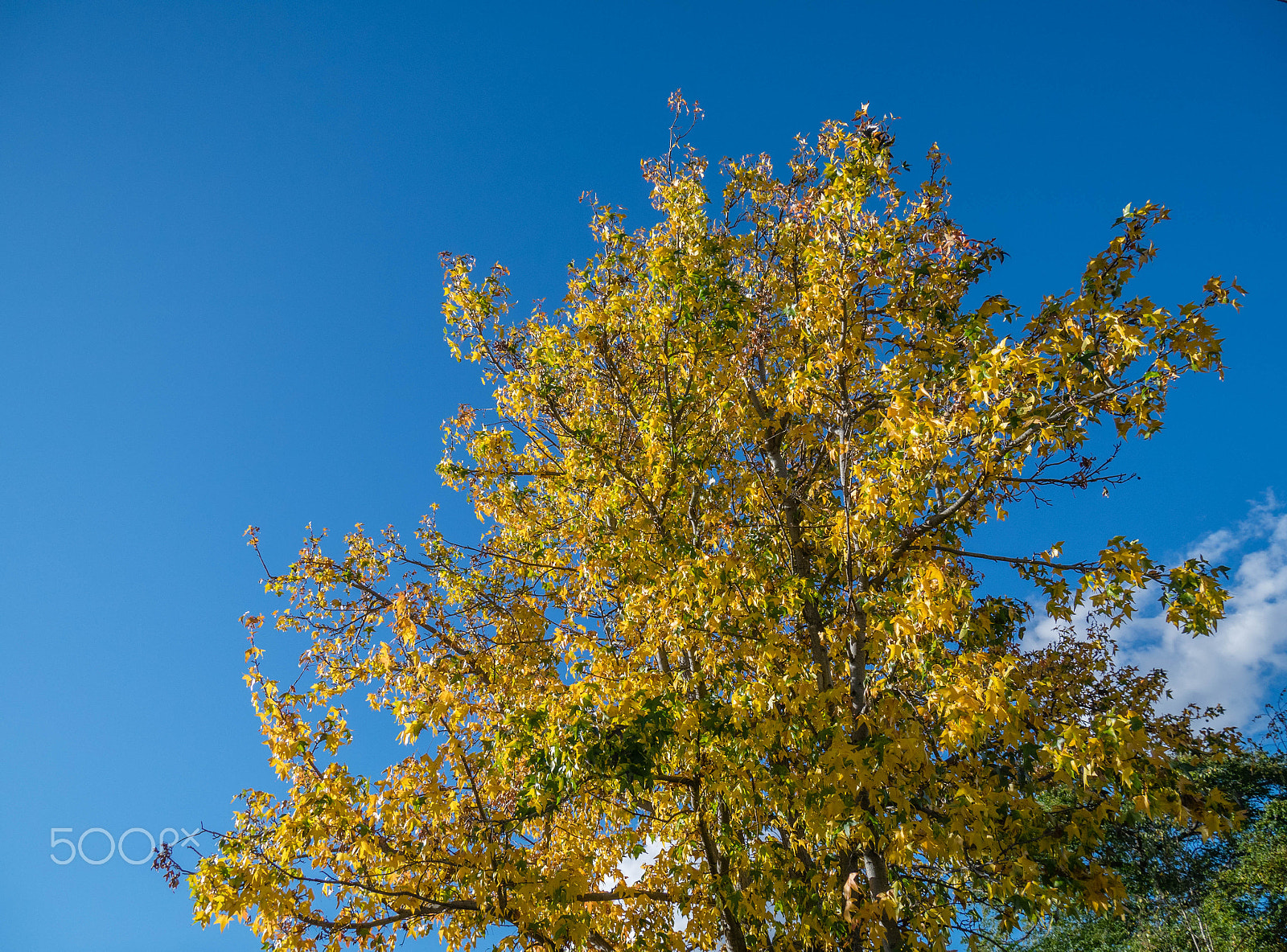 Panasonic DMC-GM1S sample photo. Autumn photography