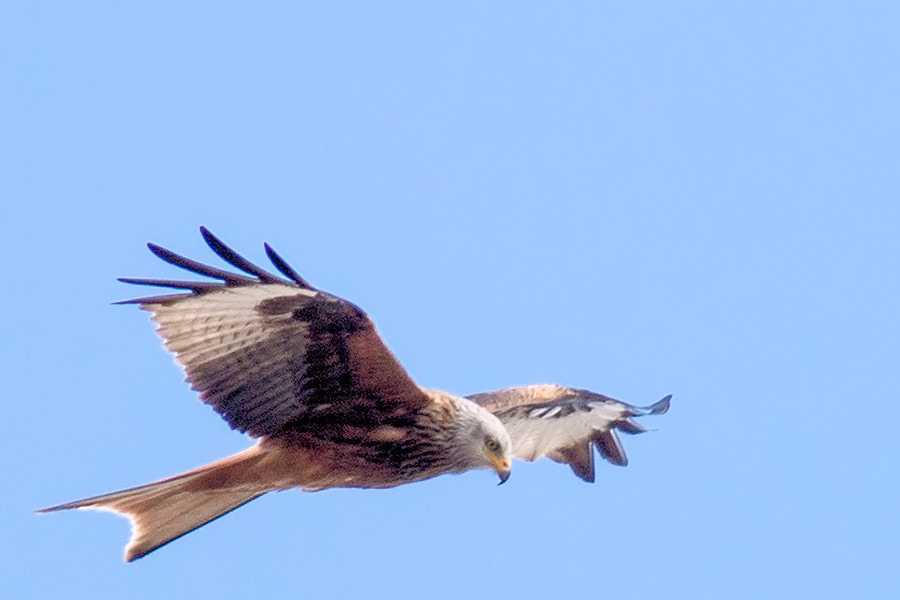 Canon EF 300mm F4L IS USM sample photo. Roter milan photography