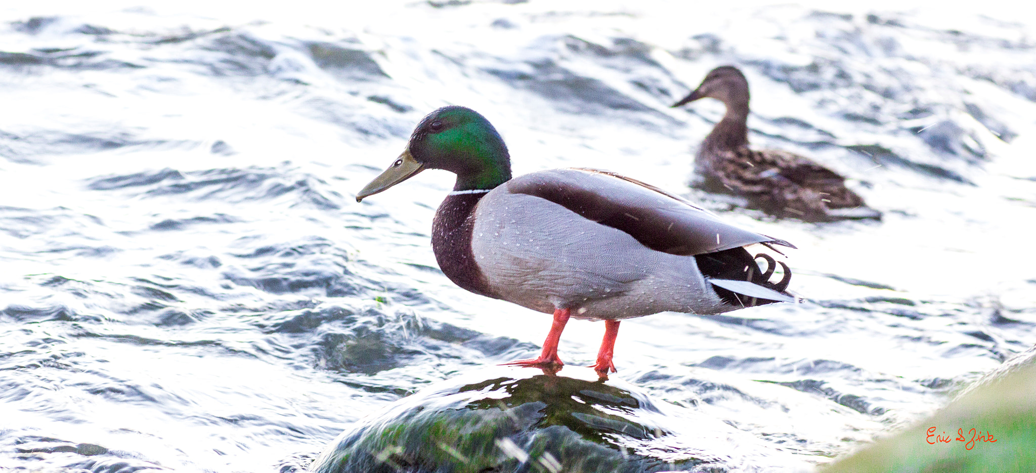 Canon EOS 60D + Tamron SP AF 90mm F2.8 Di Macro sample photo. Mallard photography