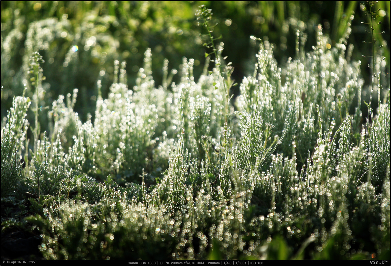 Canon EOS 100D (EOS Rebel SL1 / EOS Kiss X7) + Canon EF 70-200mm F4L IS USM sample photo. Morning dew photography