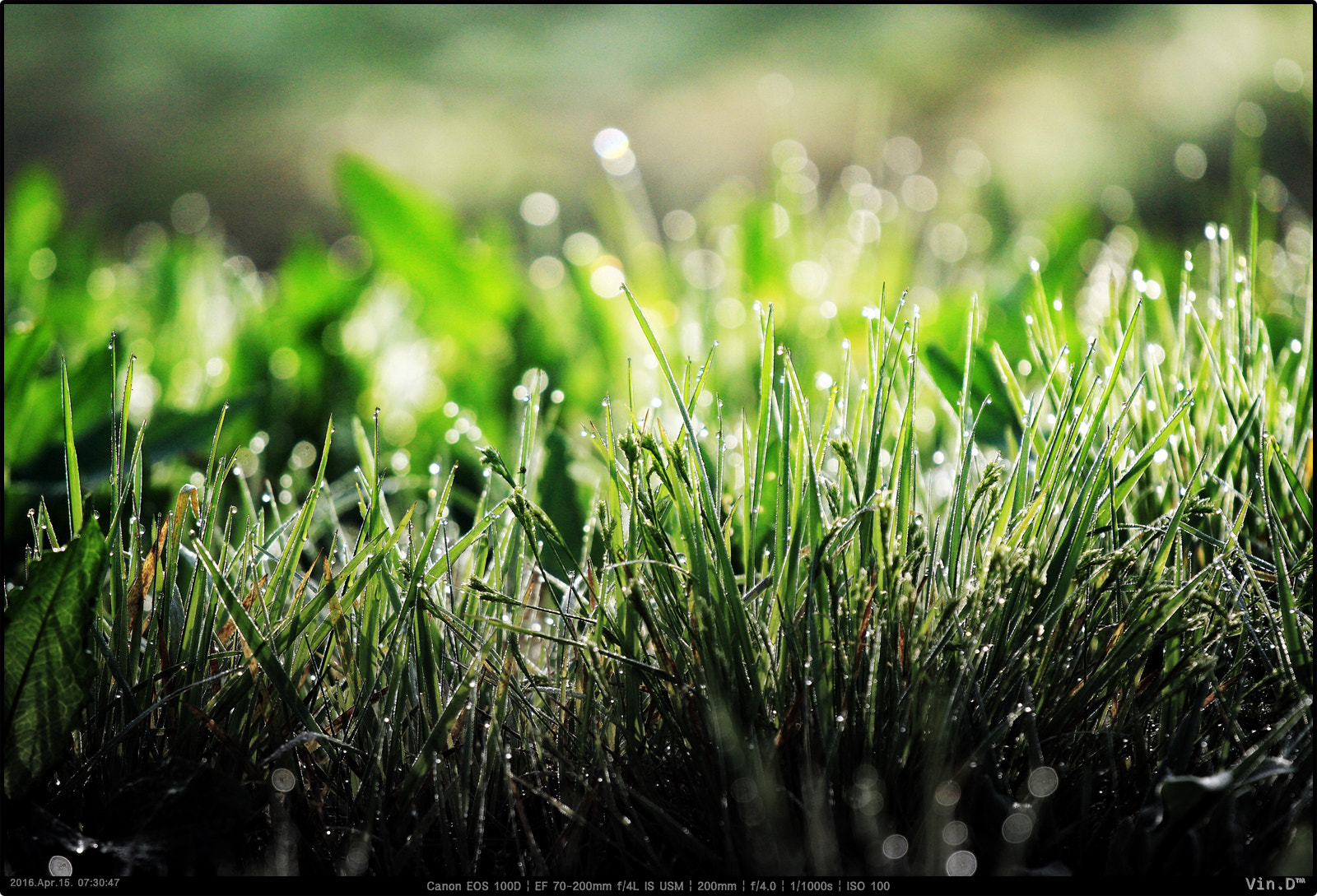 Canon EOS 100D (EOS Rebel SL1 / EOS Kiss X7) + Canon EF 70-200mm F4L IS USM sample photo. Morning dew photography