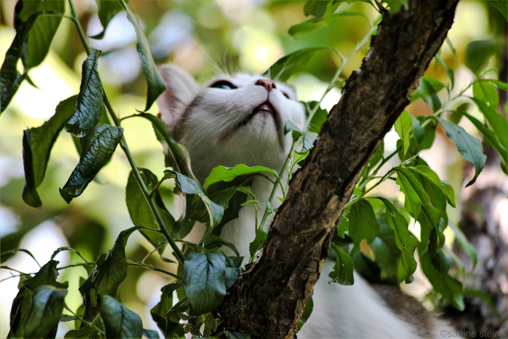 Canon EF 70-300mm F4-5.6 IS USM sample photo. Cat on 'exploration' photography