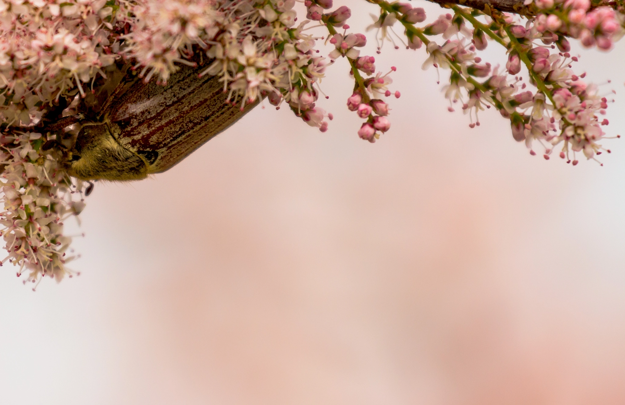 Canon EF 70-300mm F4-5.6L IS USM sample photo. A bug's life photography