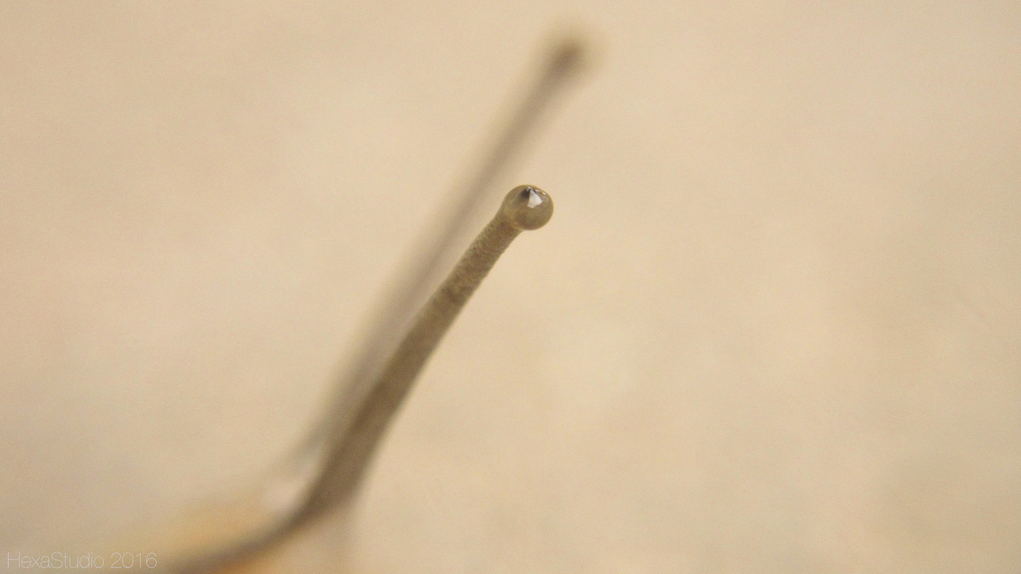 Canon PowerShot ELPH 340 HS (IXUS 265 HS / IXY 630) sample photo. Slim eye macro photography
