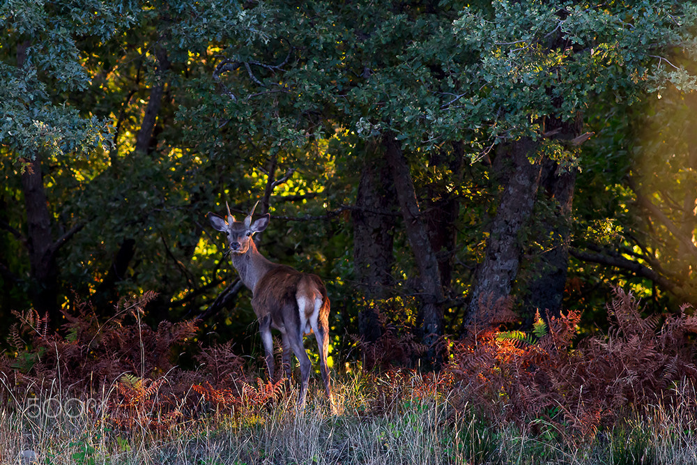 Canon EOS 60D + Canon EF 400mm F5.6L USM sample photo. Eyes to eyes photography