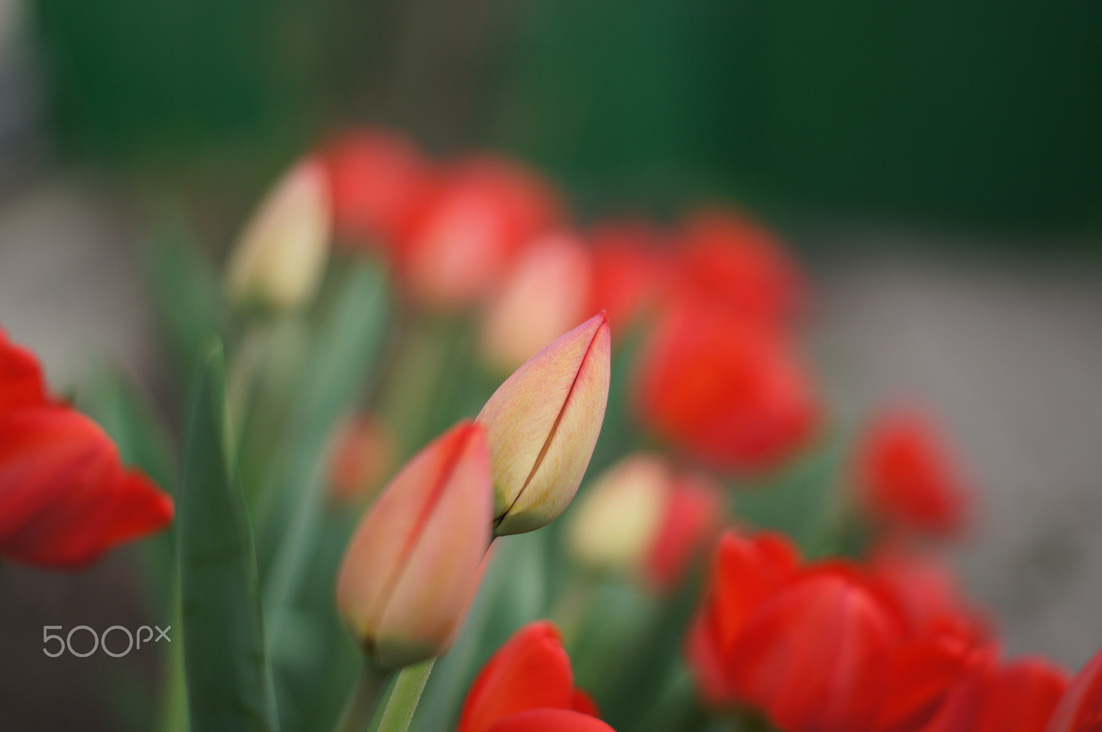 Sony SLT-A35 + Sony DT 50mm F1.8 SAM sample photo. Red tulips photography