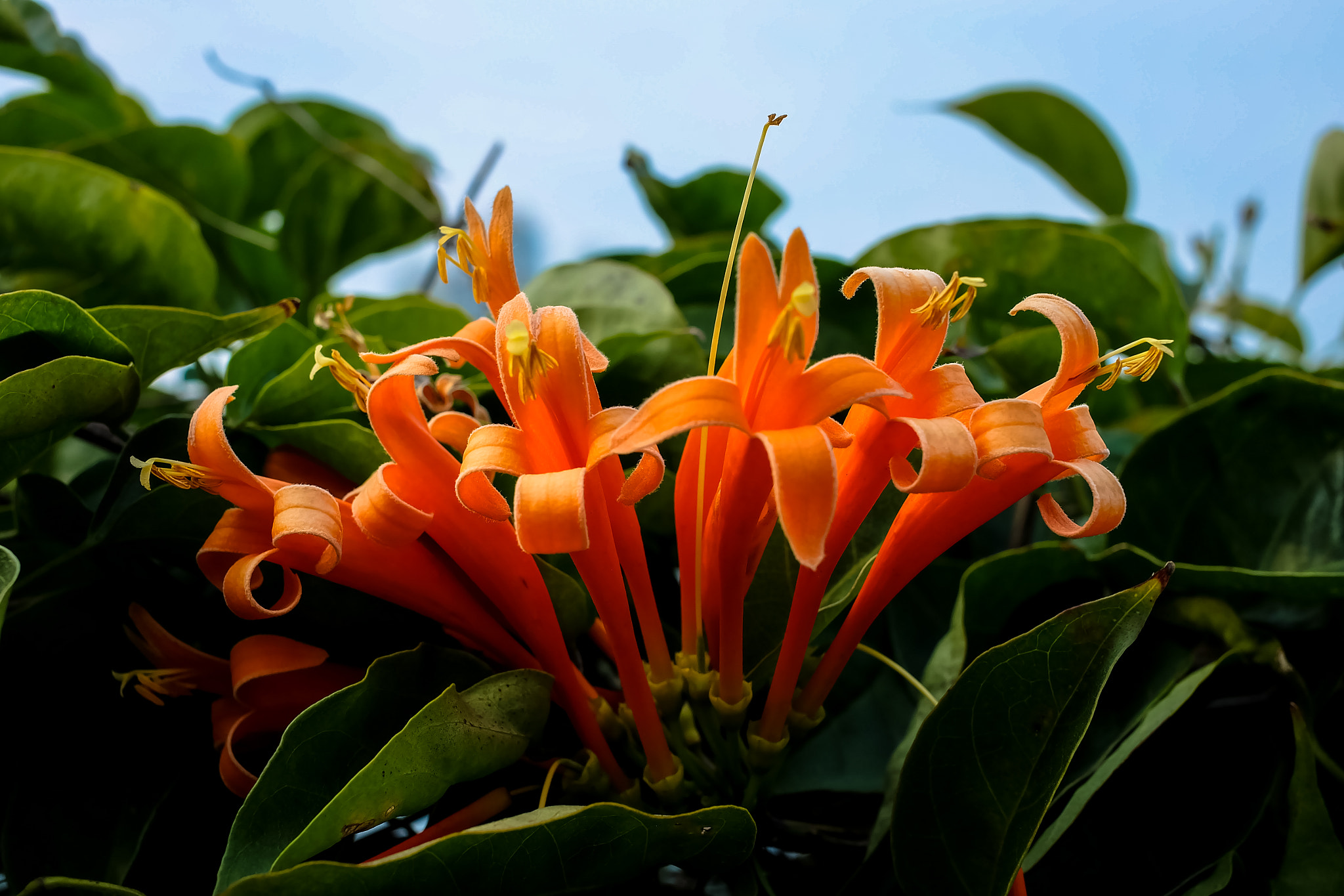 Fujifilm X-A1 + Fujifilm XF 35mm F1.4 R sample photo. Curvy flower photography