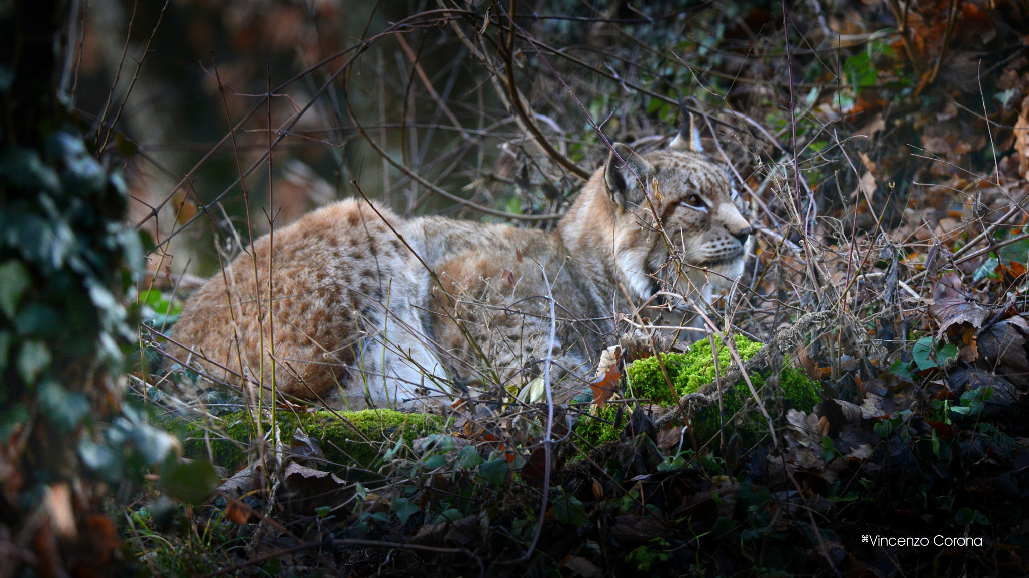 Nikon D610 + AF Nikkor 24mm f/2.8 sample photo. Lince photography