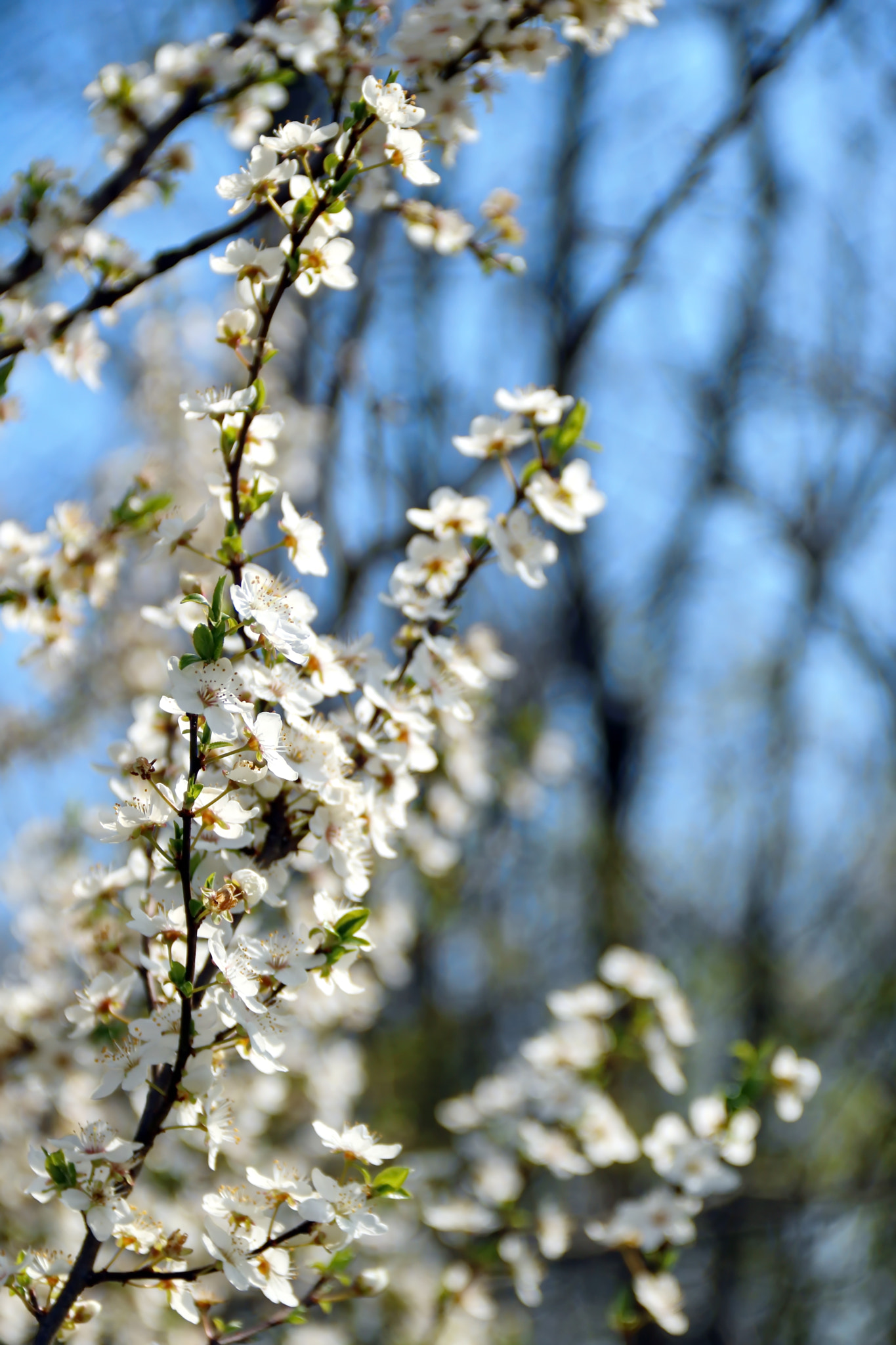 Canon EOS 750D (EOS Rebel T6i / EOS Kiss X8i) sample photo. Spring in my country photography
