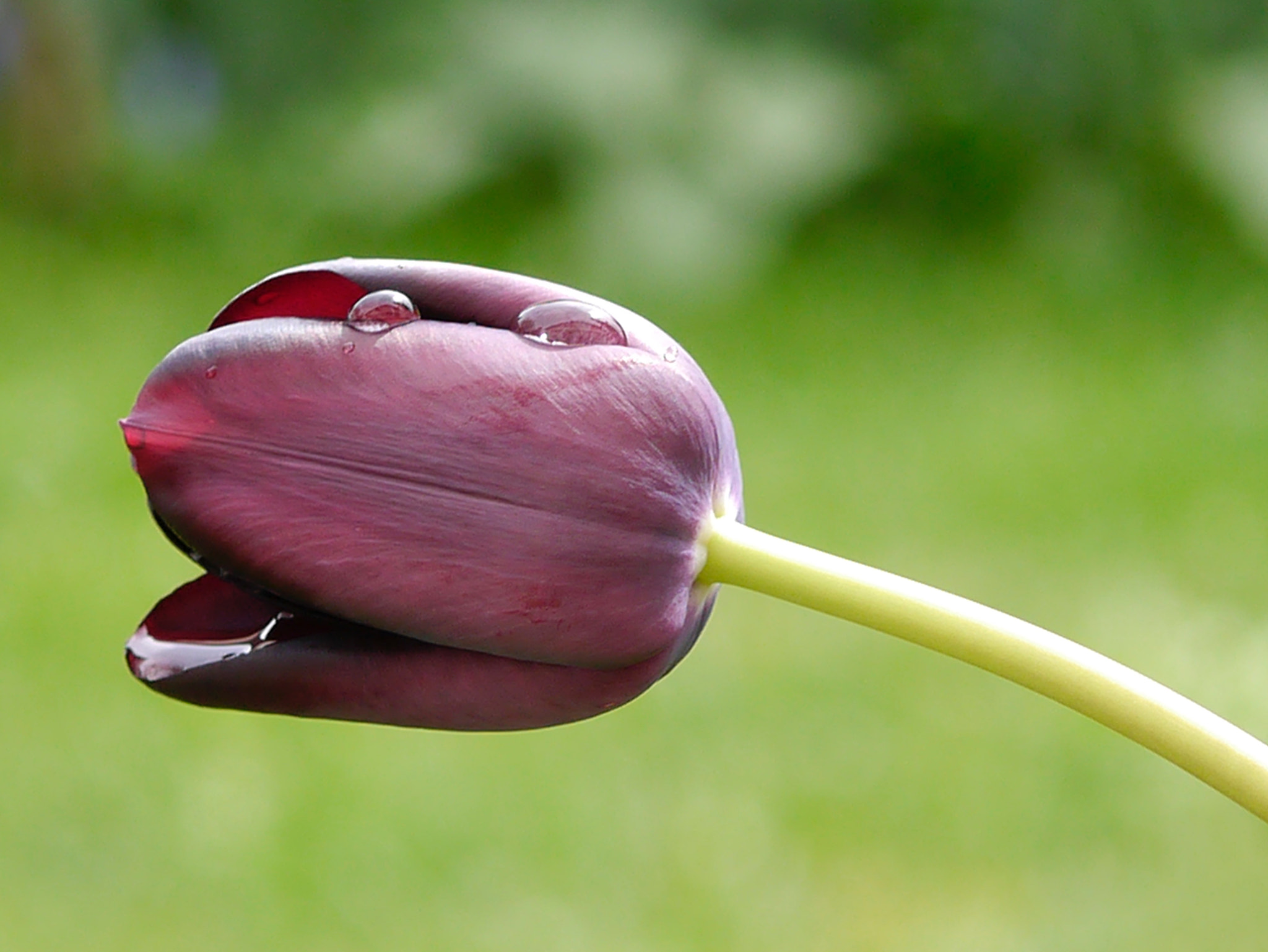 Panasonic Lumix G Macro 30mm F2.8 ASPH Mega OIS sample photo. Le poids de l'eau... photography