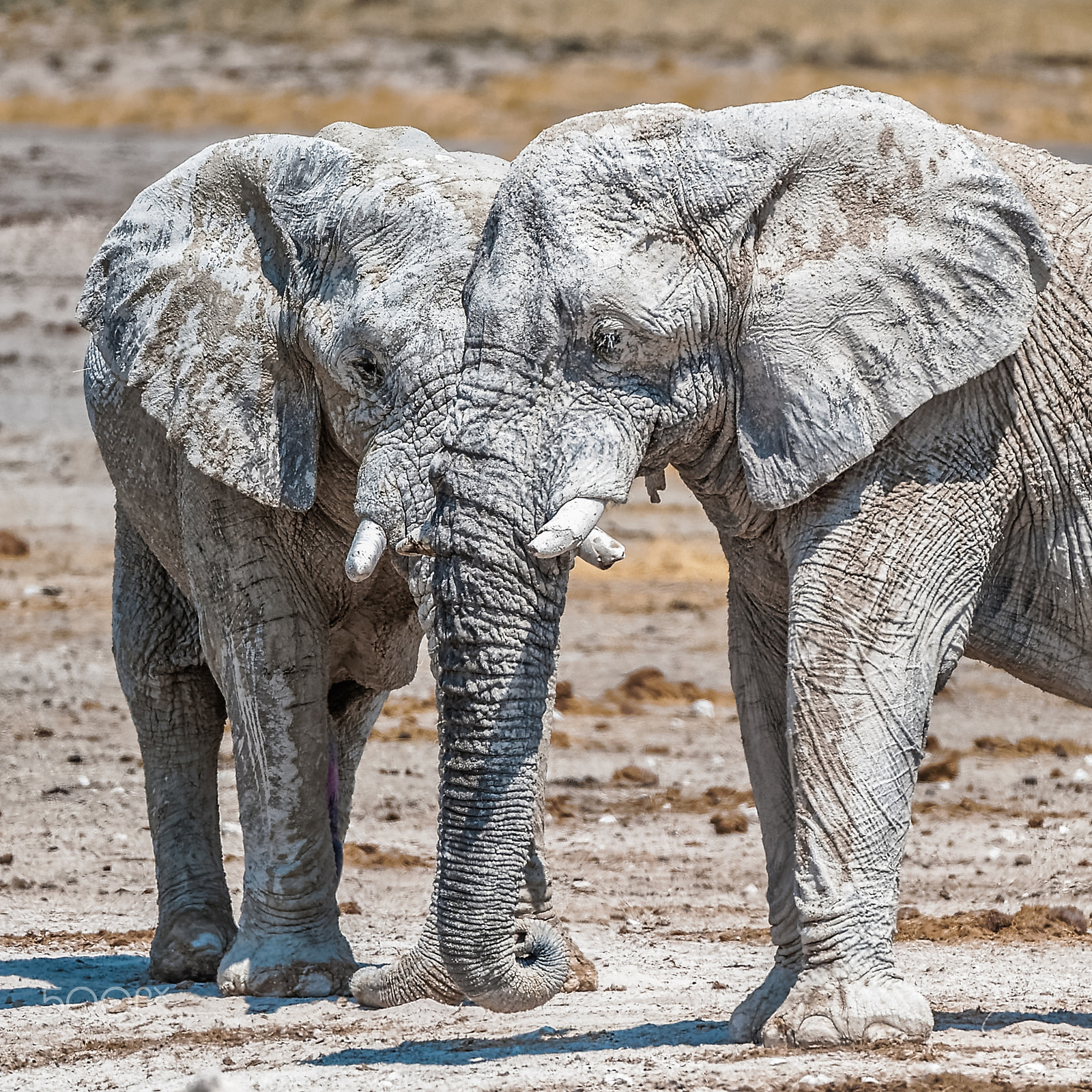 Nikon AF-S Nikkor 200-400mm F4G ED-IF VR sample photo. Two elephants sharing one face. photography