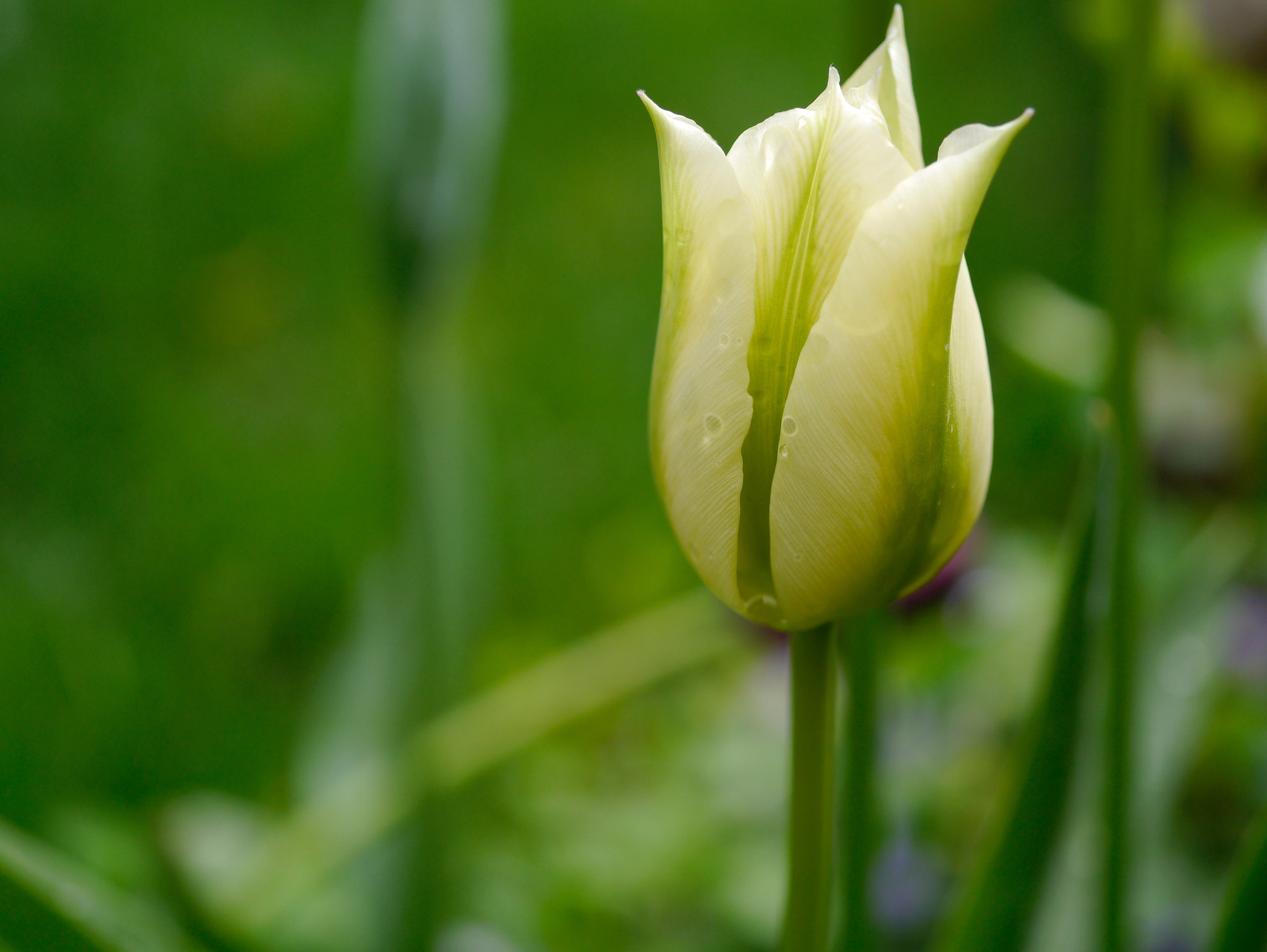 Panasonic Lumix DMC-GX1 + Panasonic Lumix G Macro 30mm F2.8 ASPH Mega OIS sample photo. Tulipe b photography