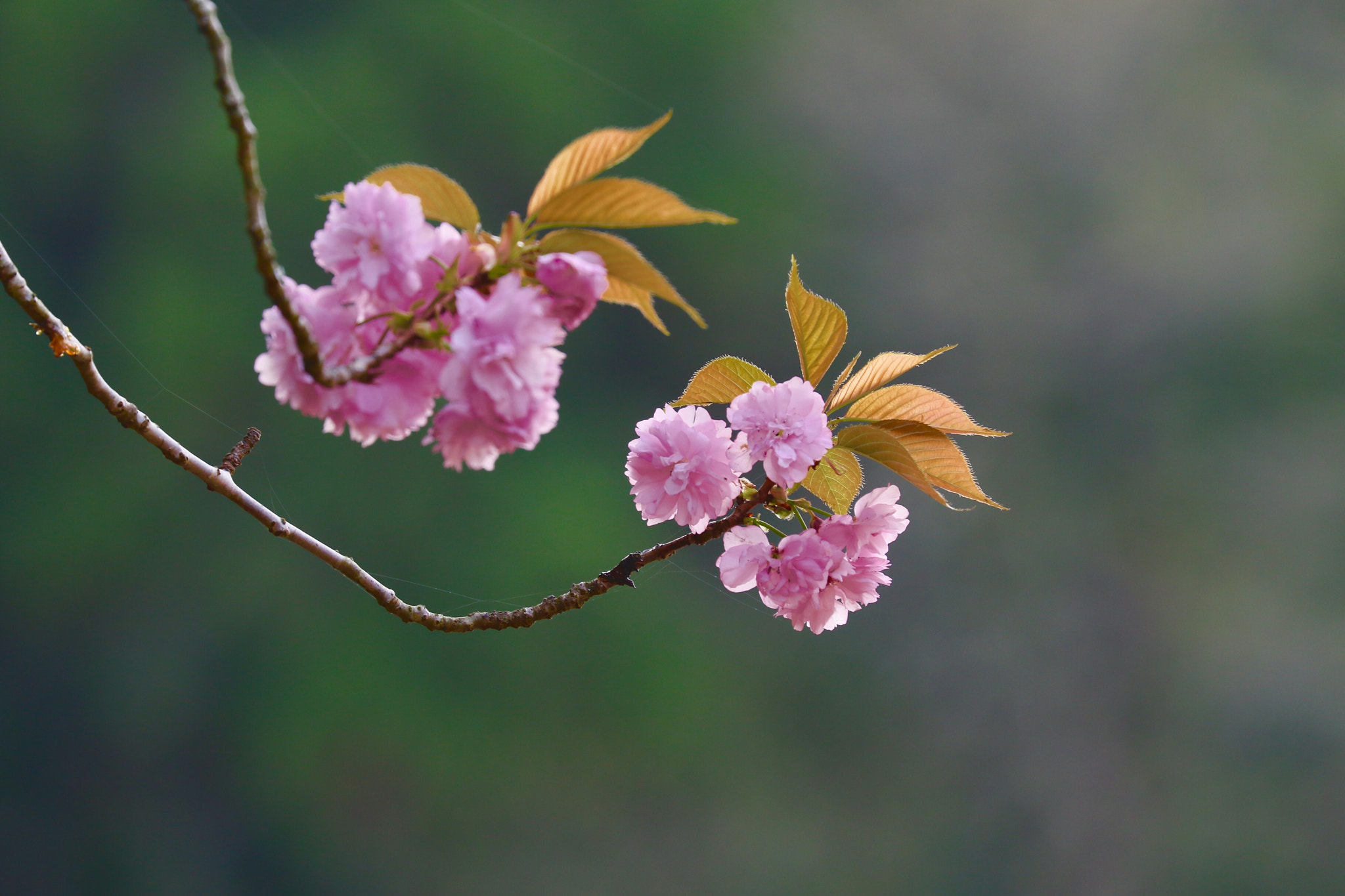 Canon EF 70-300mm F4-5.6L IS USM sample photo. Double-flowered cherry tree photography