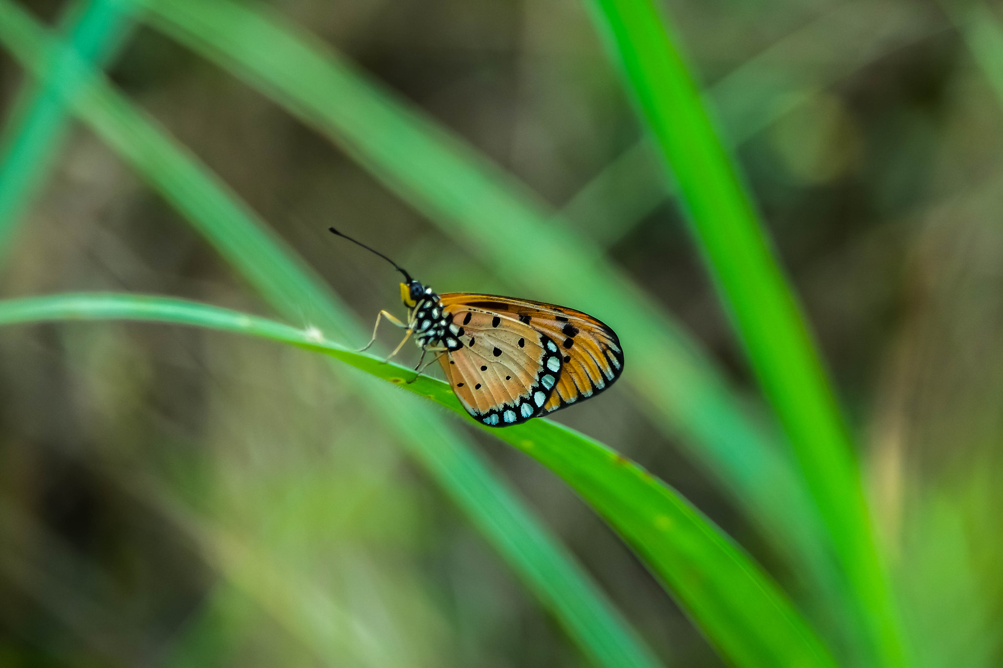 Samsung NX3000 + NX 50-200mm F4-5.6 sample photo. Butterfly photography
