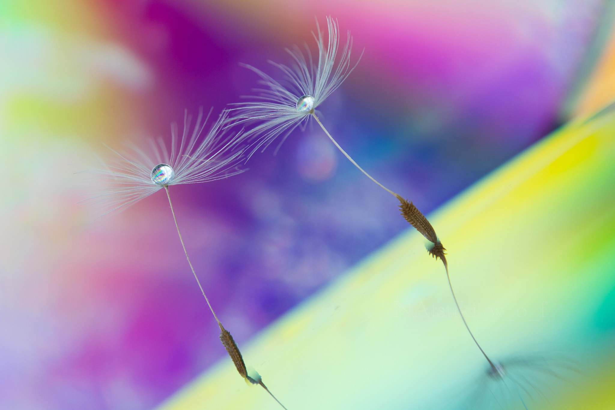 Tamron SP AF 180mm F3.5 Di LD (IF) Macro sample photo. Fantasy world photography