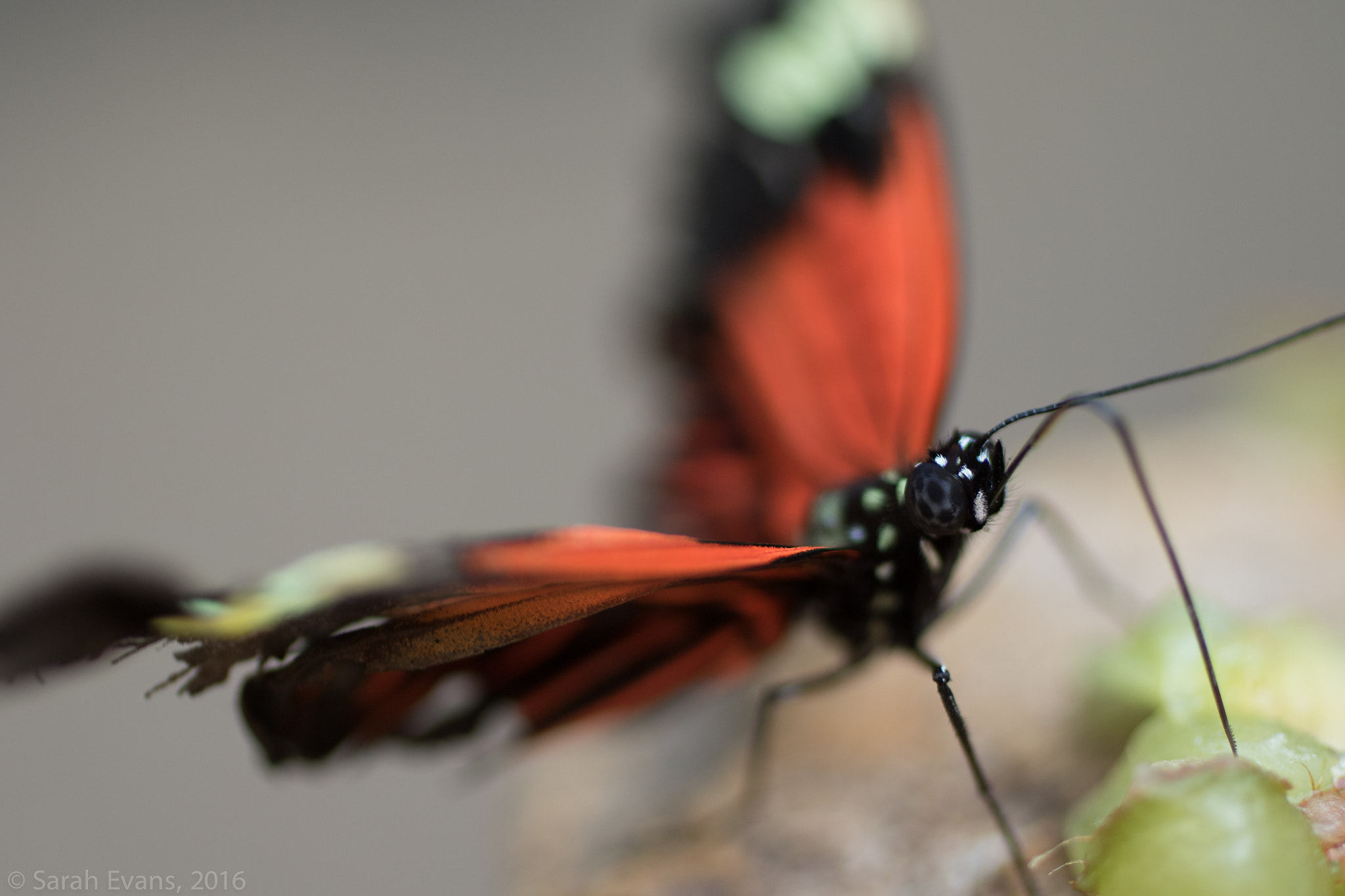 Canon EF 50mm F2.5 Macro sample photo. Halcyon photography