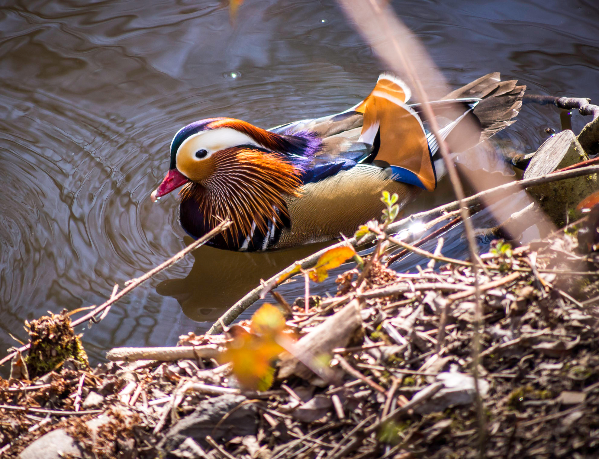 Panasonic Lumix G Vario 45-200mm F4-5.6 OIS sample photo. Olympus digital camera photography