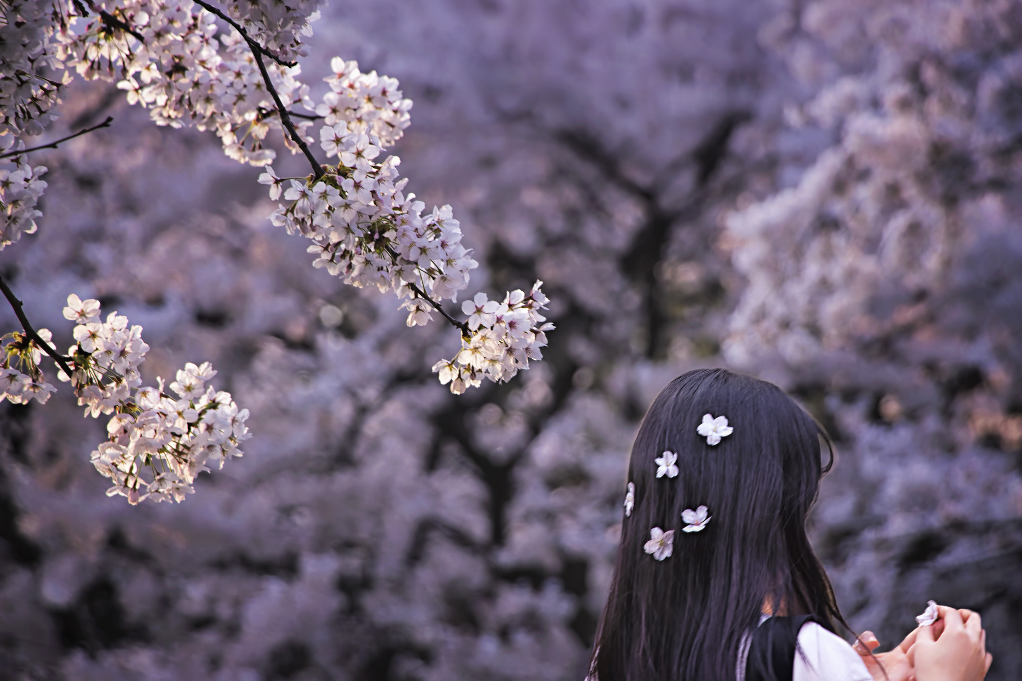 Canon EF-S 18-135mm F3.5-5.6 IS STM sample photo. Girl under the petals of spring photography