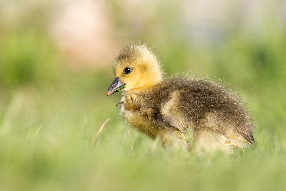 Canon EF 400mm F2.8L IS II USM sample photo. Discovering the world ... photography