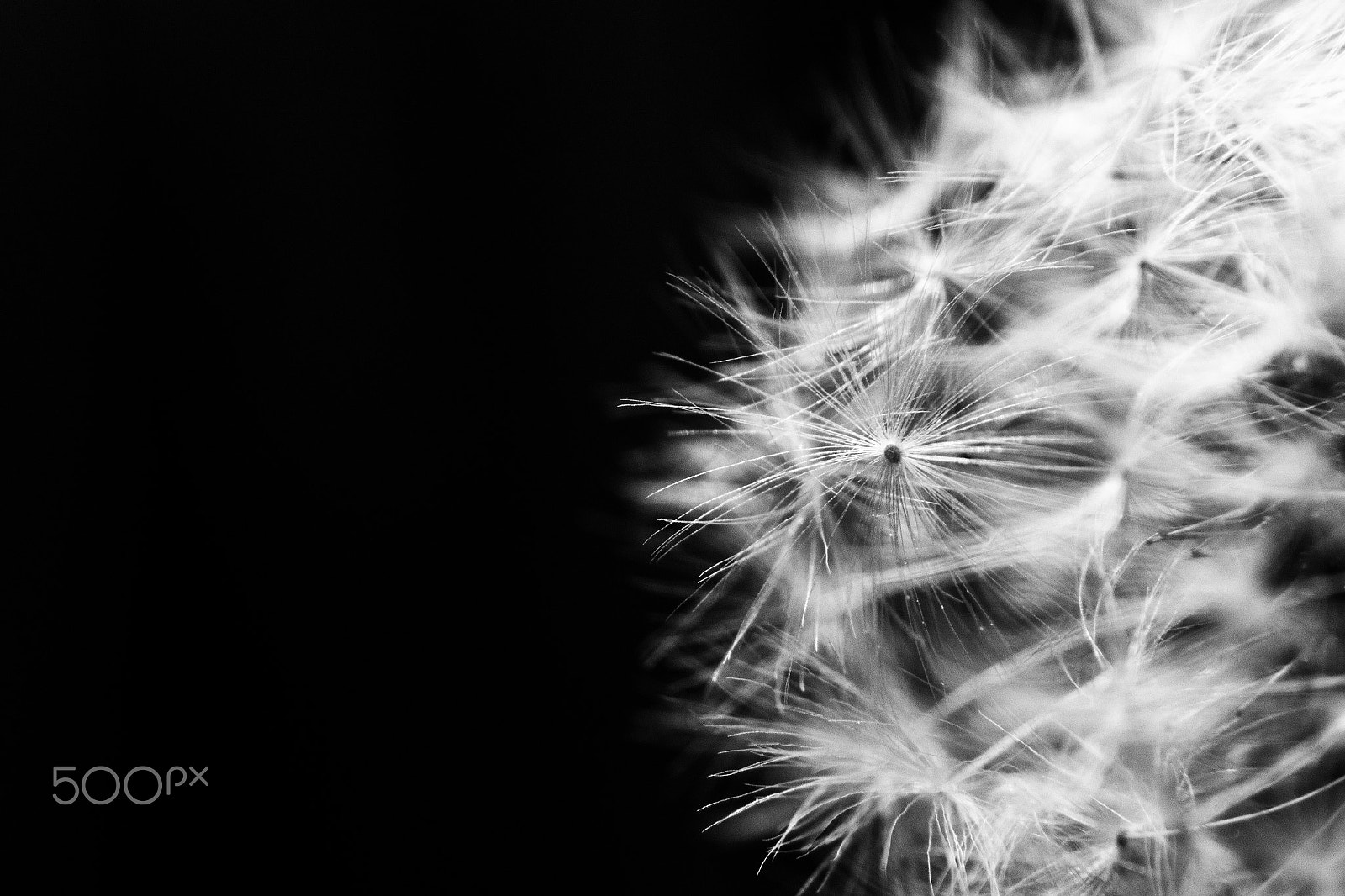 Samsung NX 20-50mm F3.5-5.6 ED sample photo. Dandelion photography