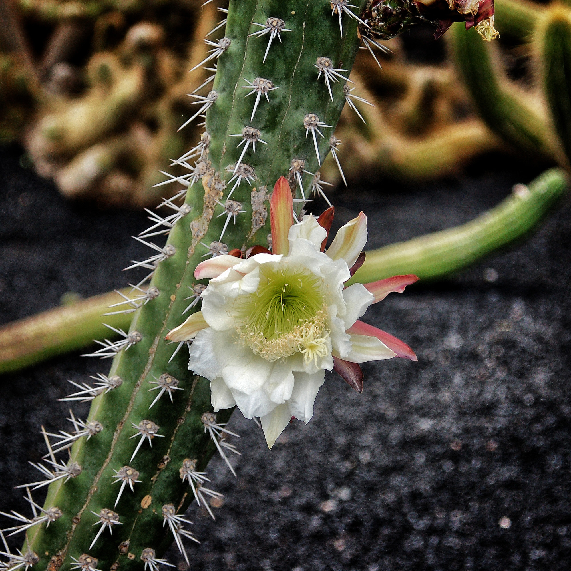 Nikon D50 + AF Zoom-Nikkor 35-80mm f/4-5.6D sample photo. Flor de cactus photography