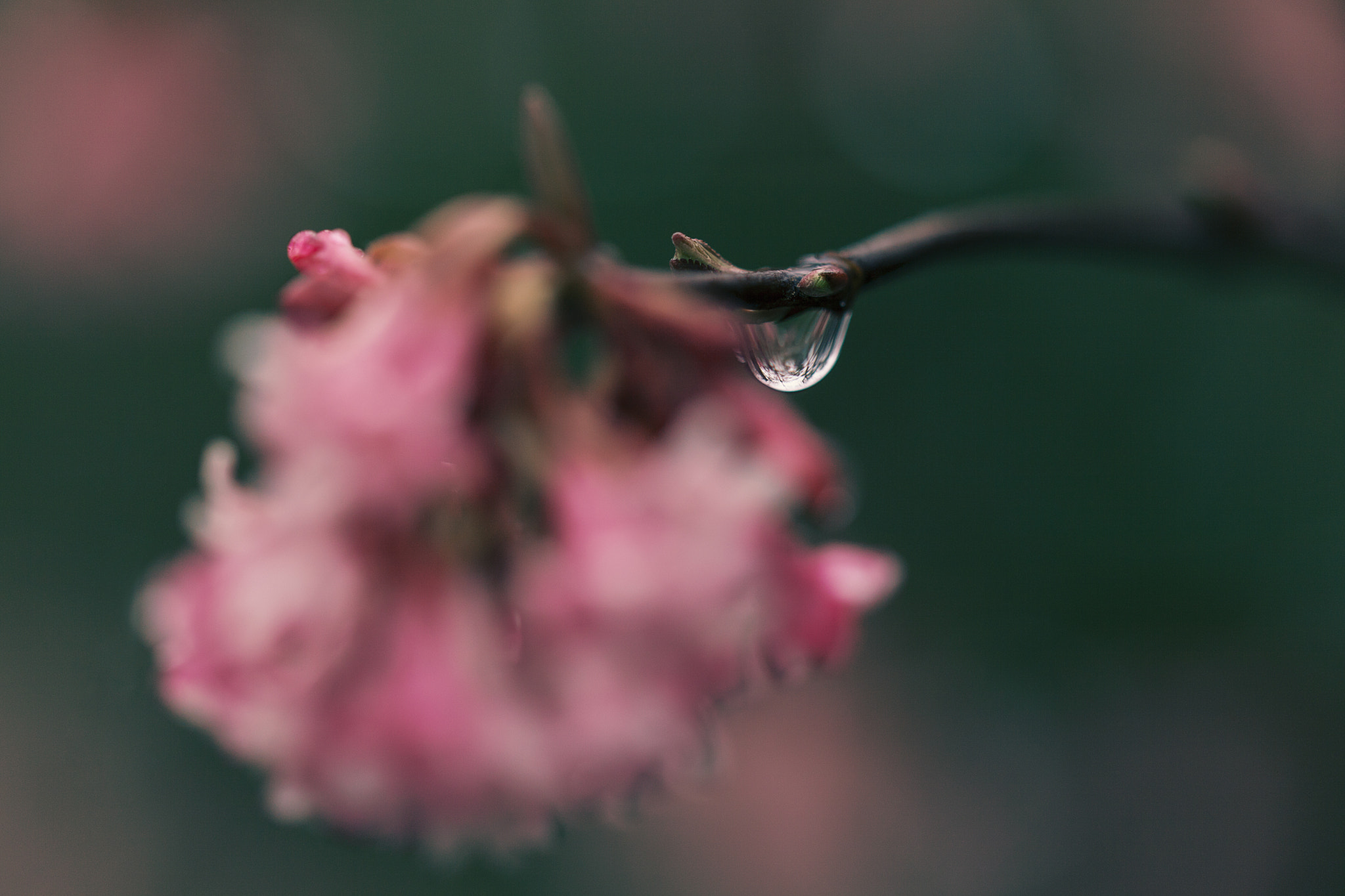 Sigma 105mm F2.8 EX DG OS HSM sample photo. Rainy spring i photography