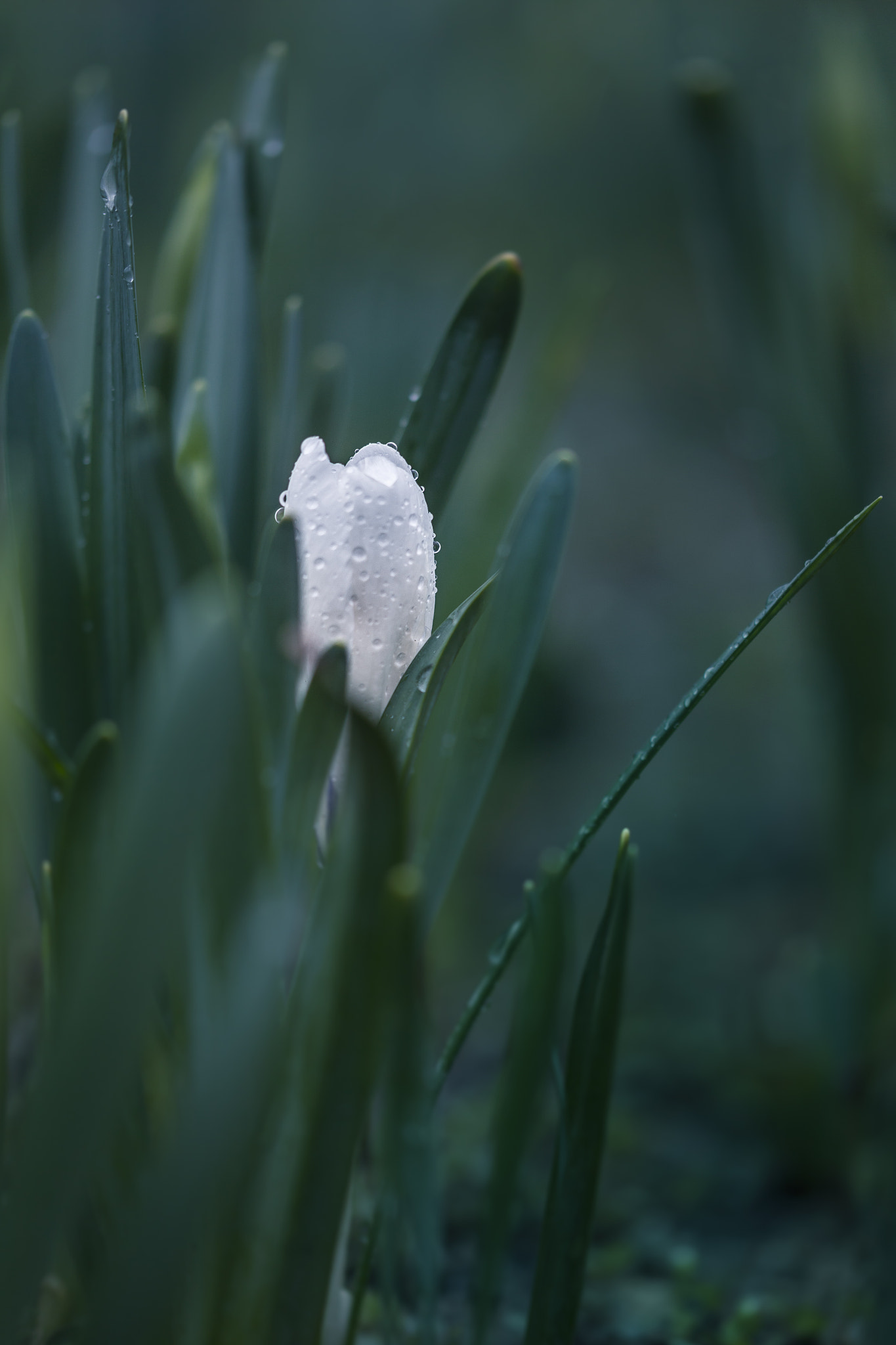 Sigma 105mm F2.8 EX DG OS HSM sample photo. Rainy spring ii photography