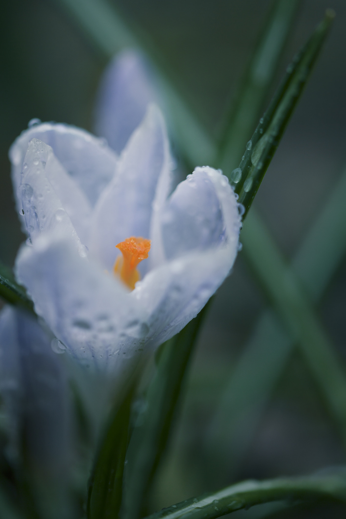 Sigma 105mm F2.8 EX DG OS HSM sample photo. Rainy spring iv photography