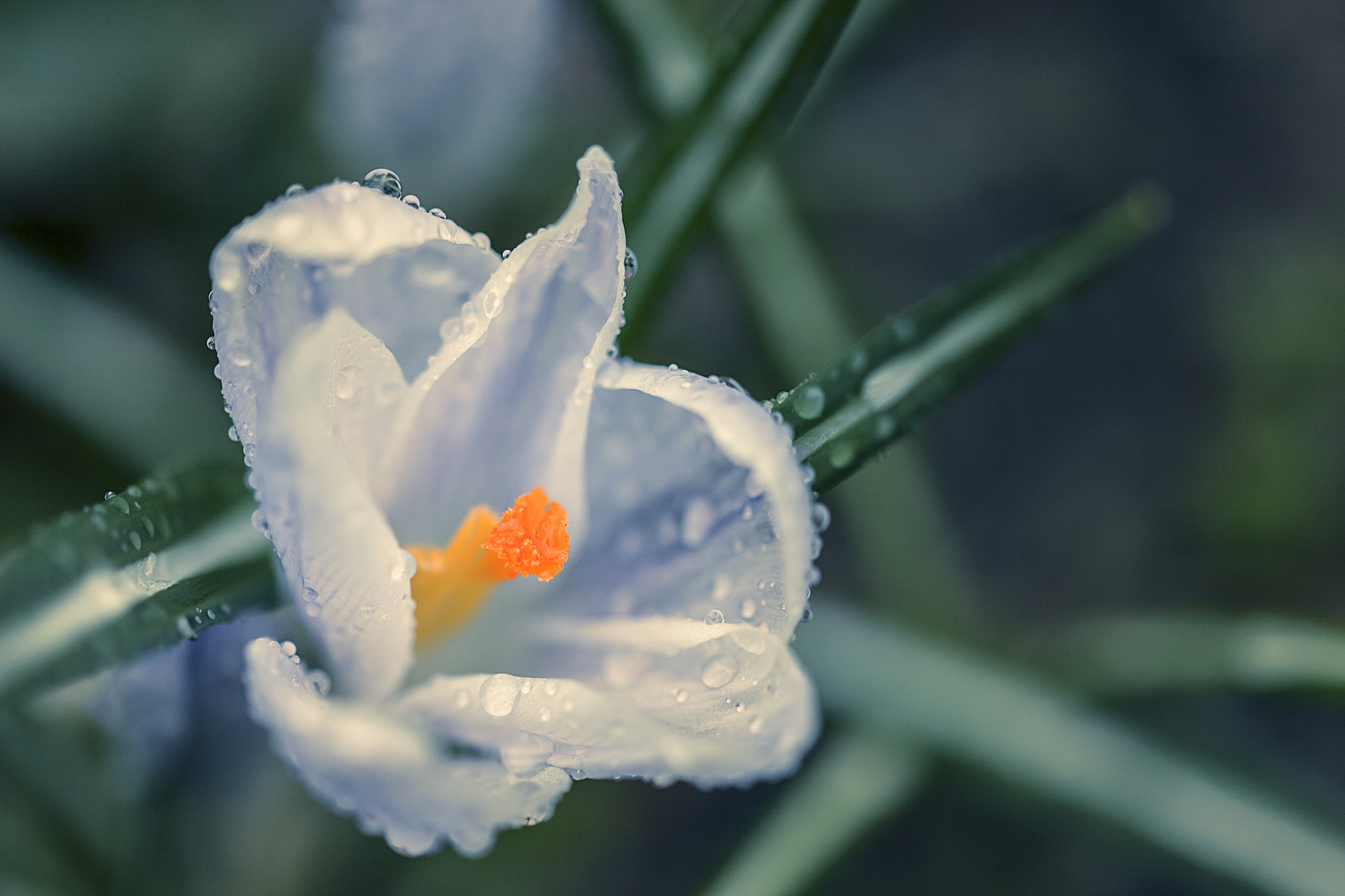 Sigma 105mm F2.8 EX DG OS HSM sample photo. Rainy spring iii photography