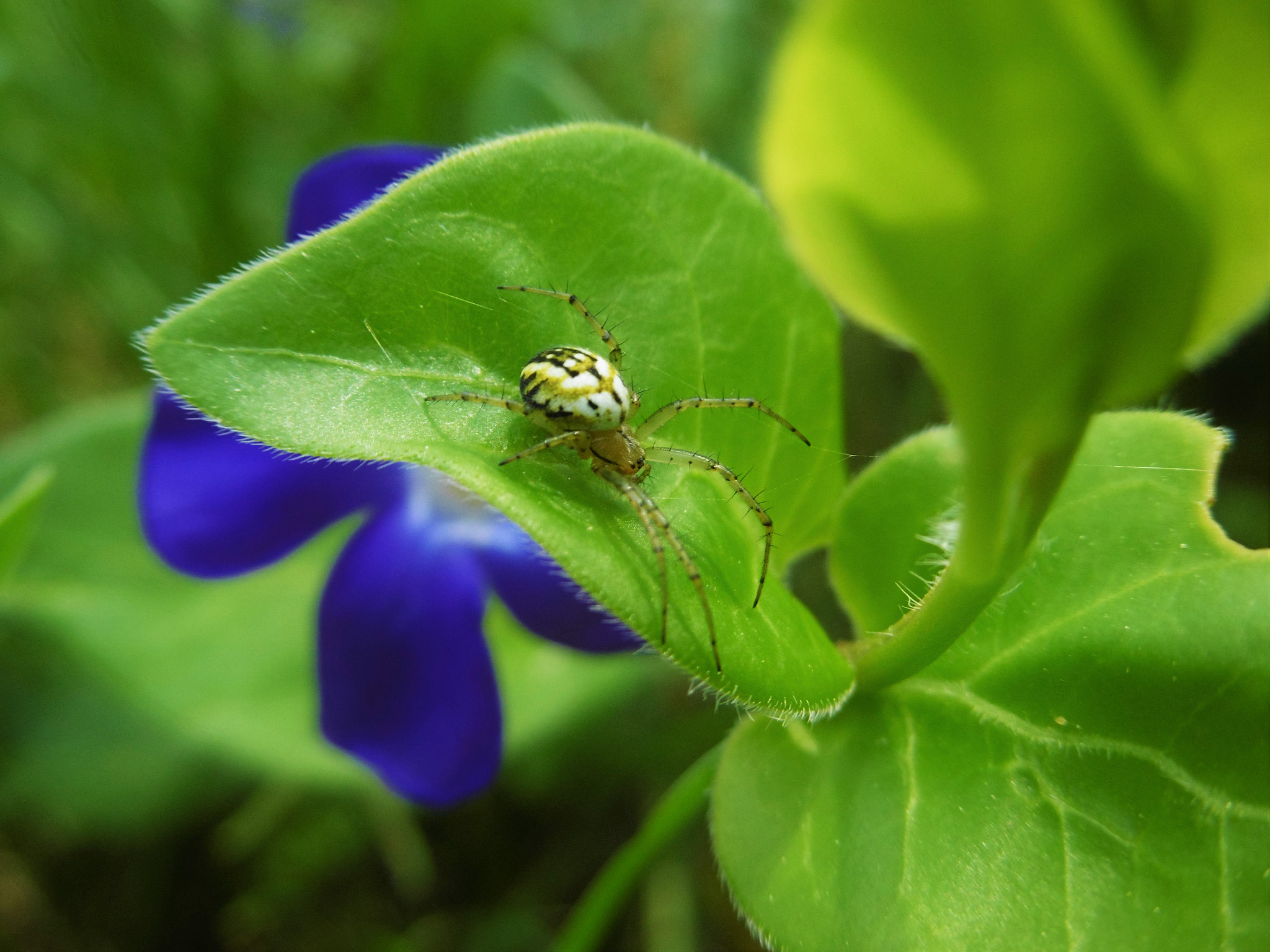 Panasonic DMC-SZ8 sample photo. Little spider photography