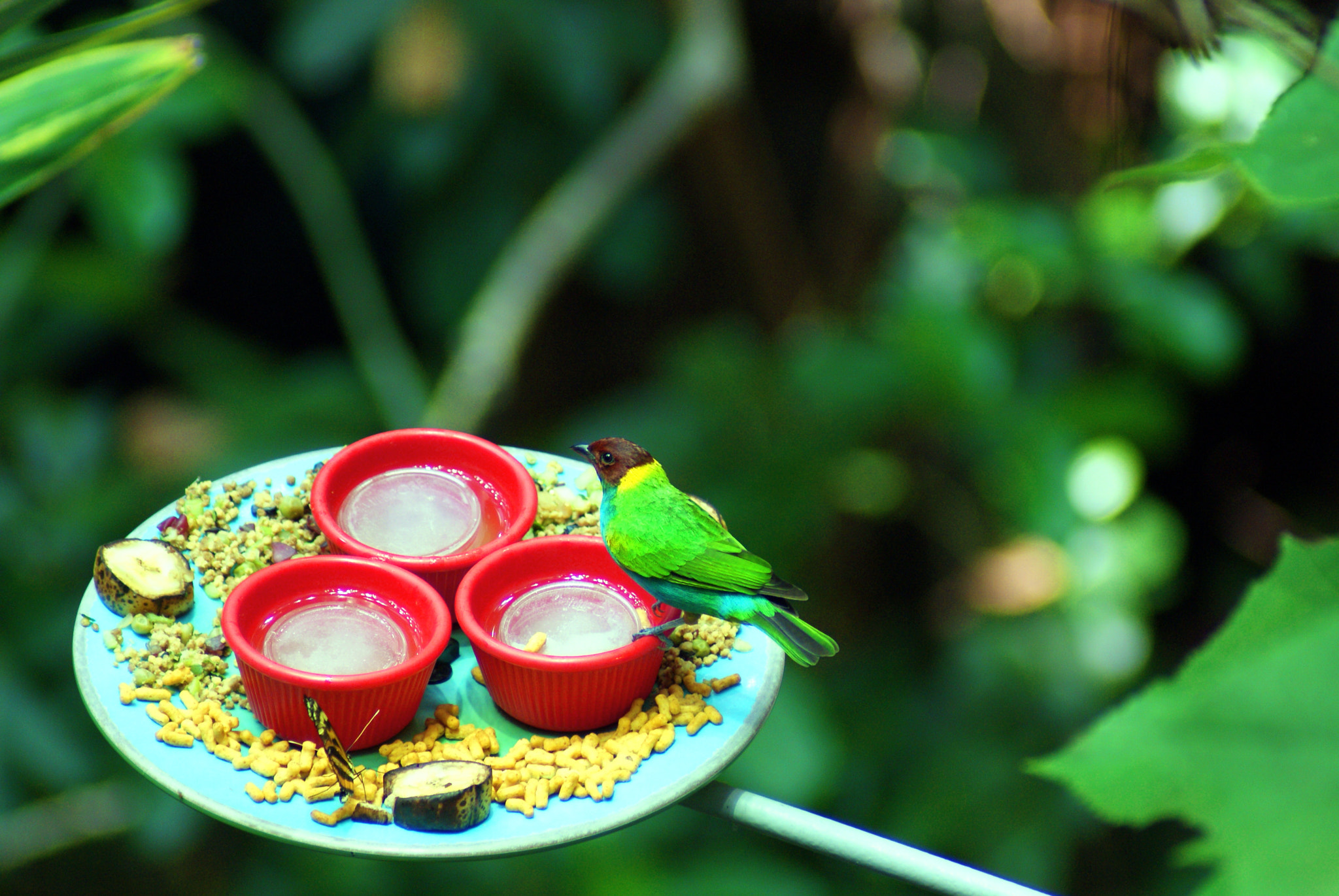 Sony Alpha DSLR-A300 sample photo. A tropical bird photography