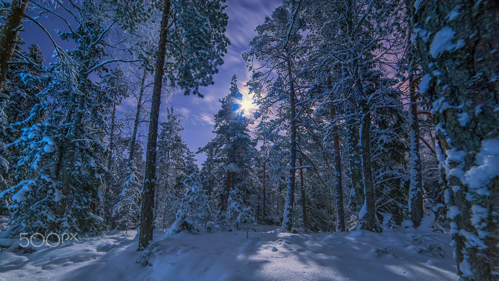 Nikon D3 sample photo. Dark forest photography