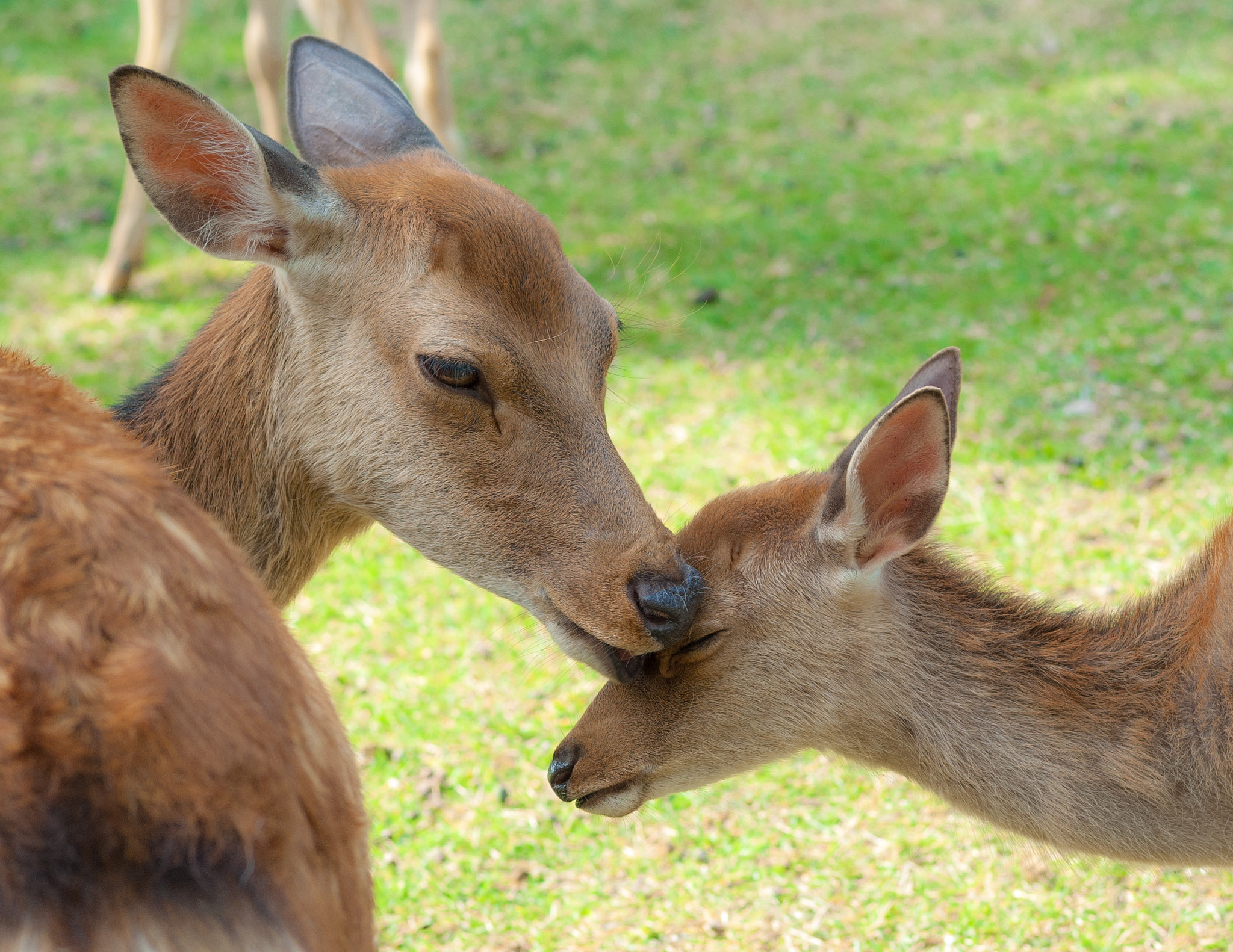 Pentax K200D sample photo. Deers photography