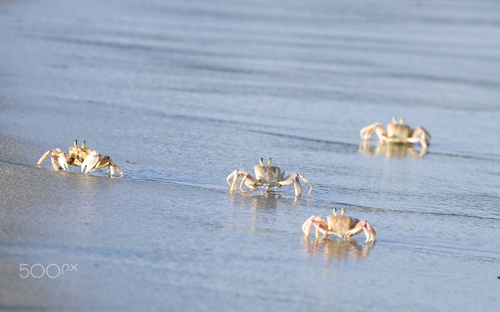 Canon EOS-1D sample photo. Tiwi beach crabs photography