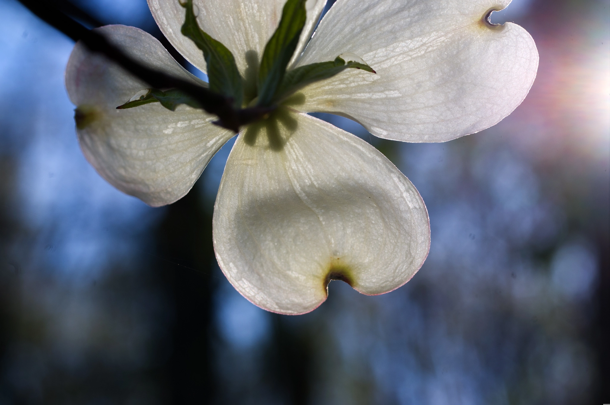 Pentax K-x sample photo. Impressionist canvas photography