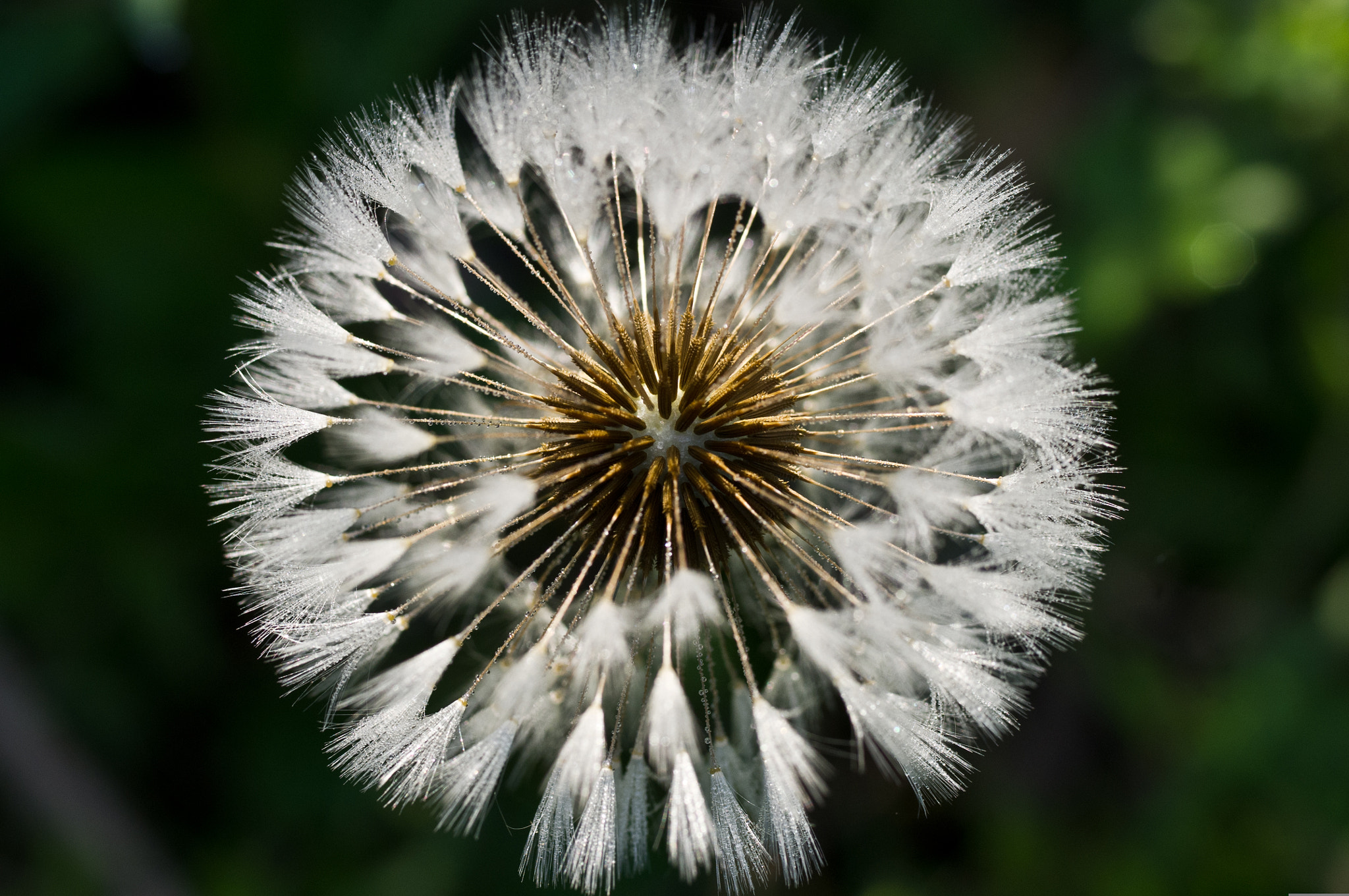 Pentax K-x + Pentax smc D-FA 50mm F2.8 Macro sample photo. A simple dandelion photography