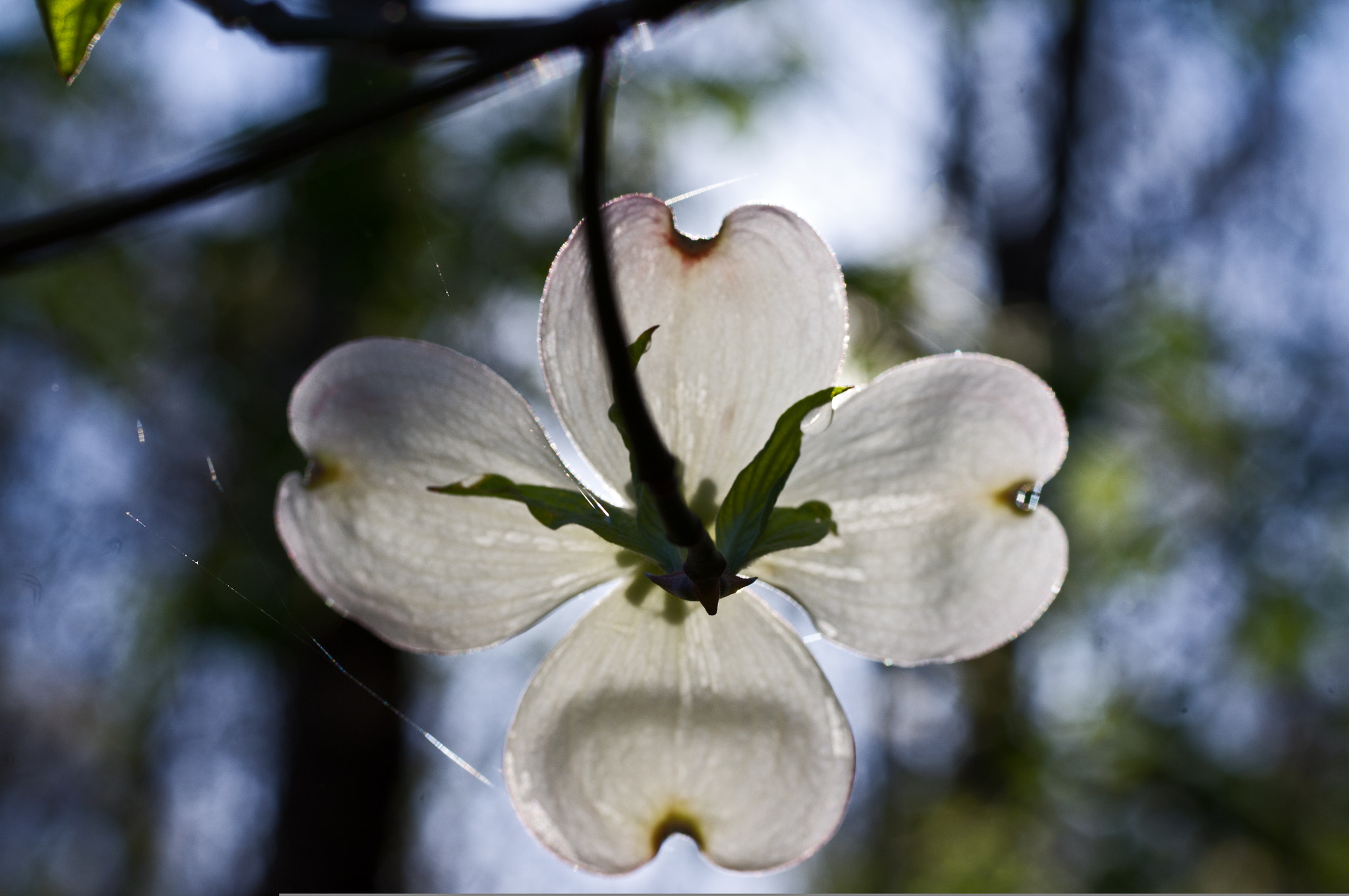 Pentax K-x sample photo. Symmetrical beauty photography