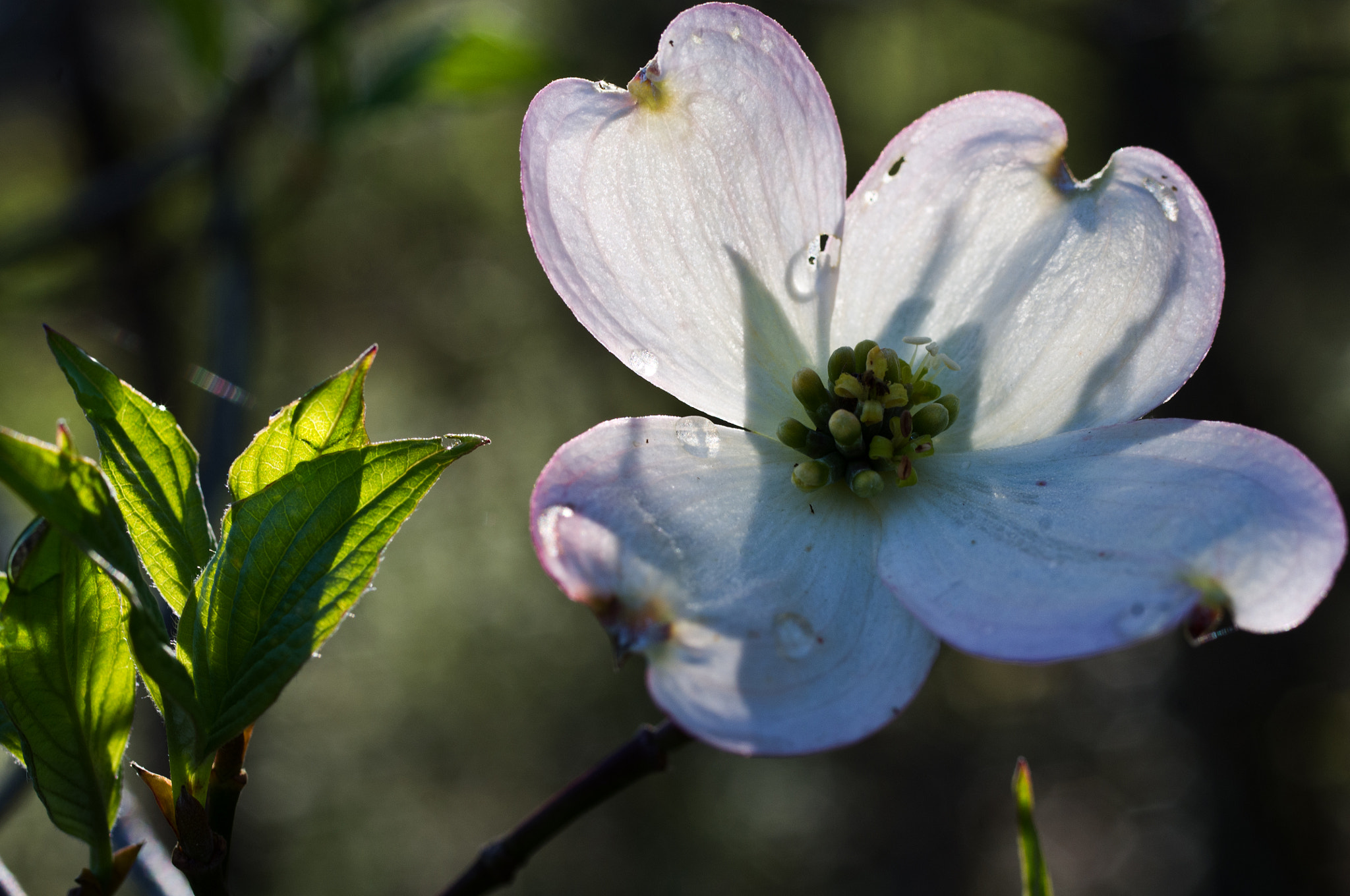 Pentax K-x sample photo. A dogwood flower photography