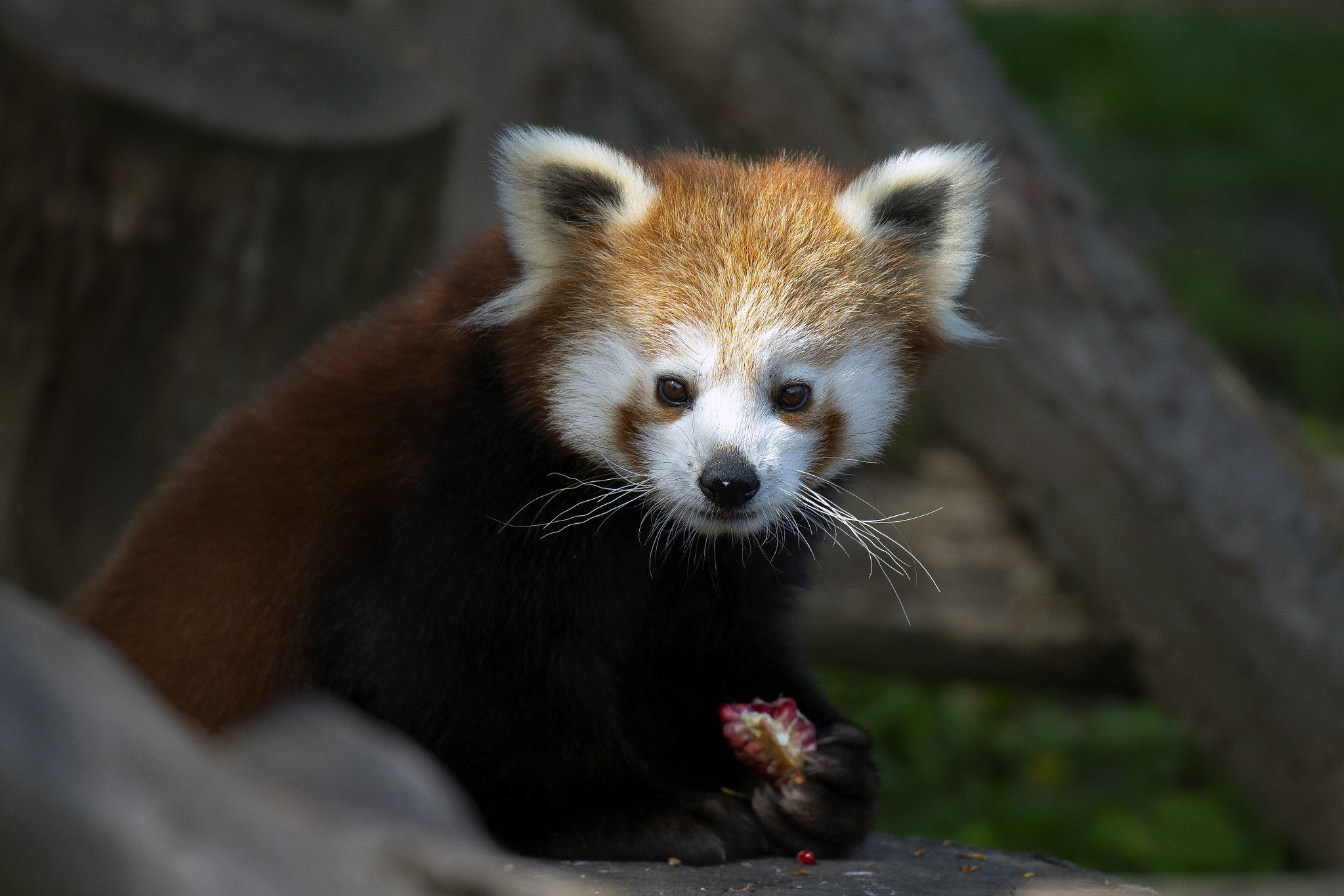 Nikon D600 sample photo. Red panda photography