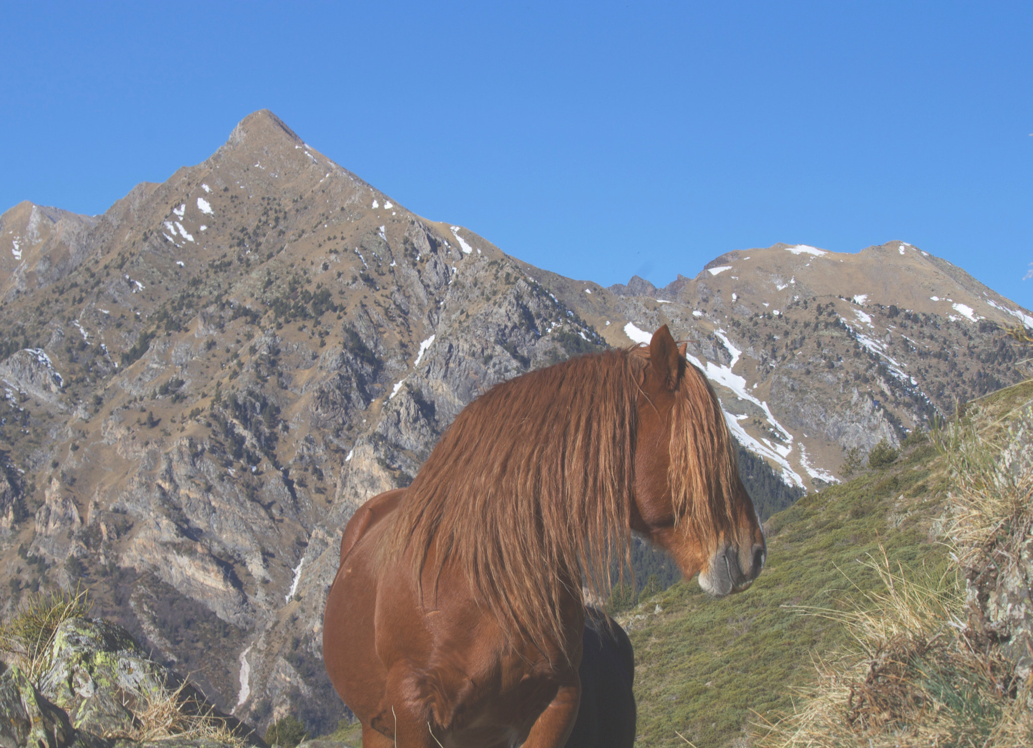 Canon EOS M sample photo. Wild horse photography