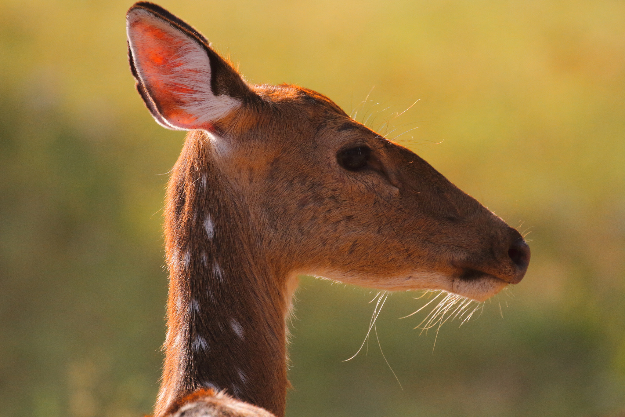 Canon EOS 7D + Canon EF 100-400mm F4.5-5.6L IS II USM sample photo. Deer photography