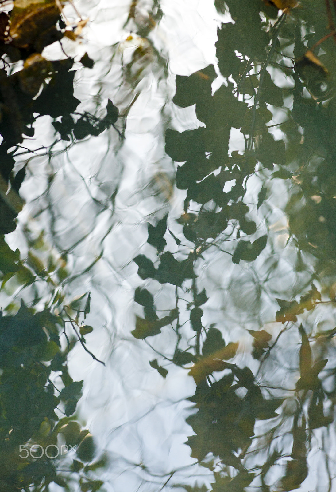 Canon EF 100mm F2.8 Macro USM sample photo. Magical water world photography