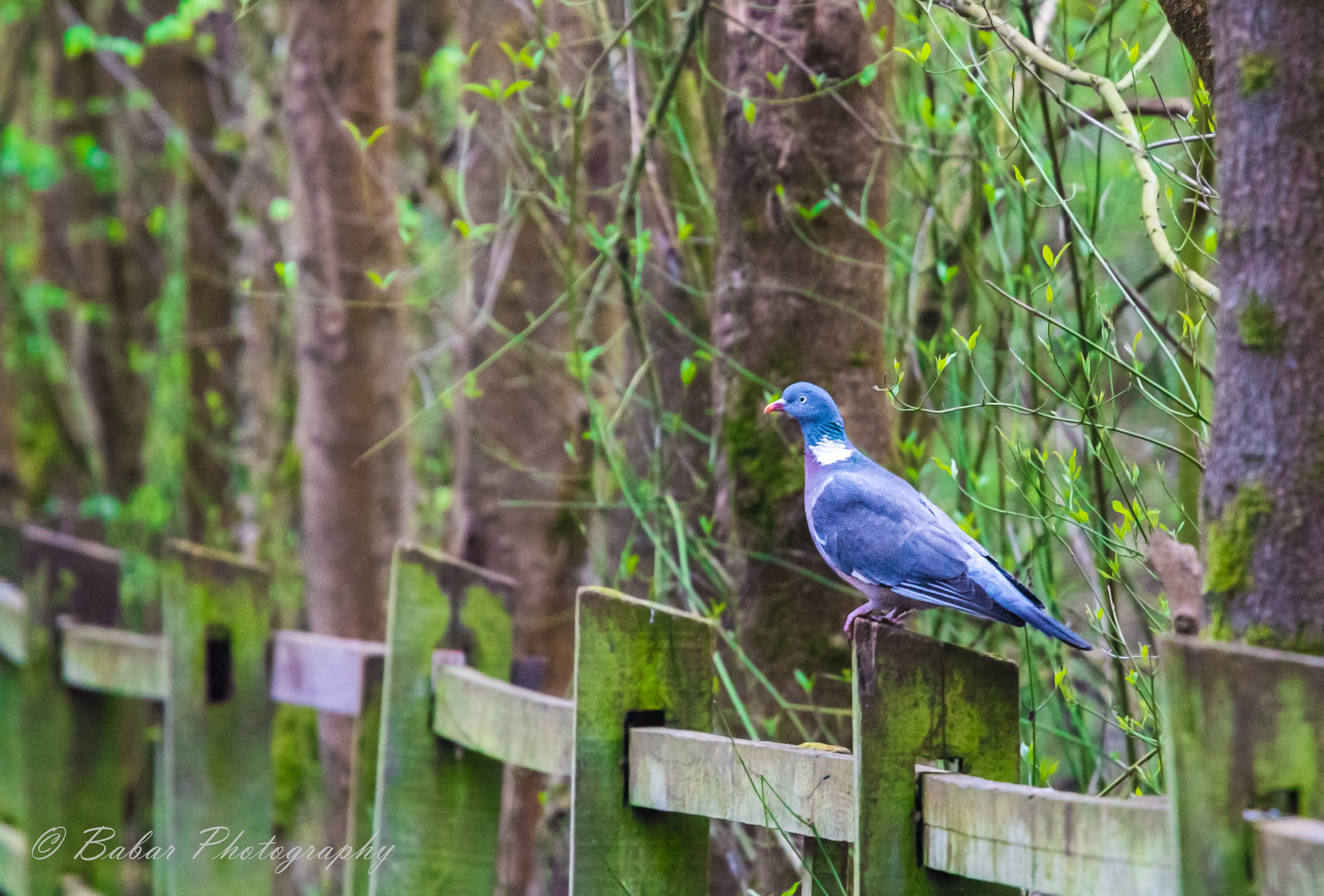 Canon EF 70-200mm F4L USM sample photo. Dove photography