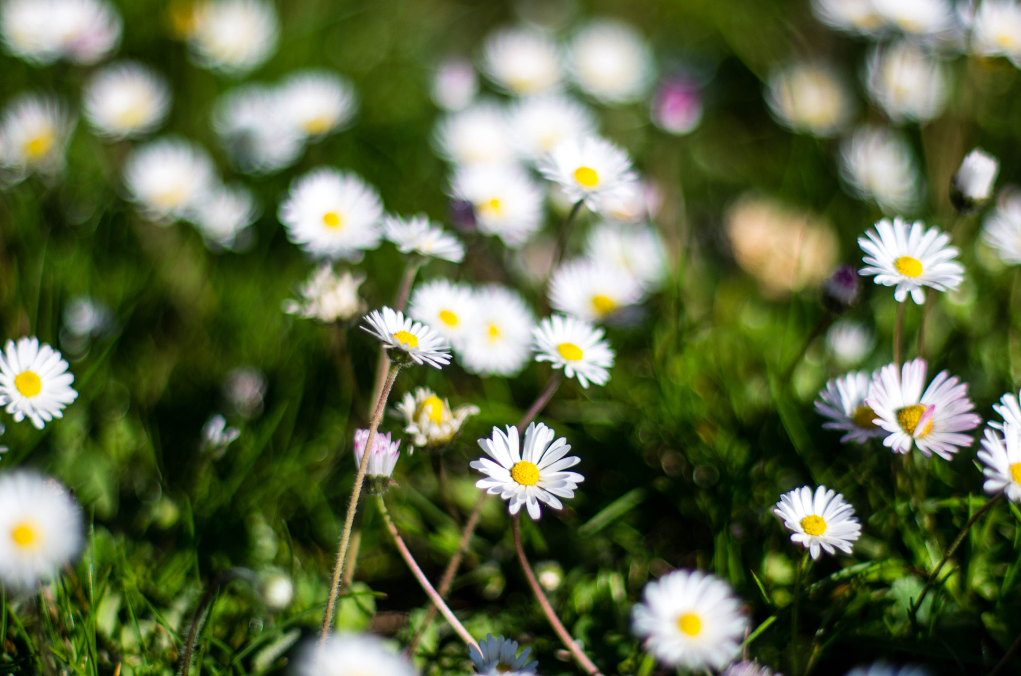 Pentax K-5 + Pentax smc FA 50mm F1.4 sample photo. Daisies bokeh photography