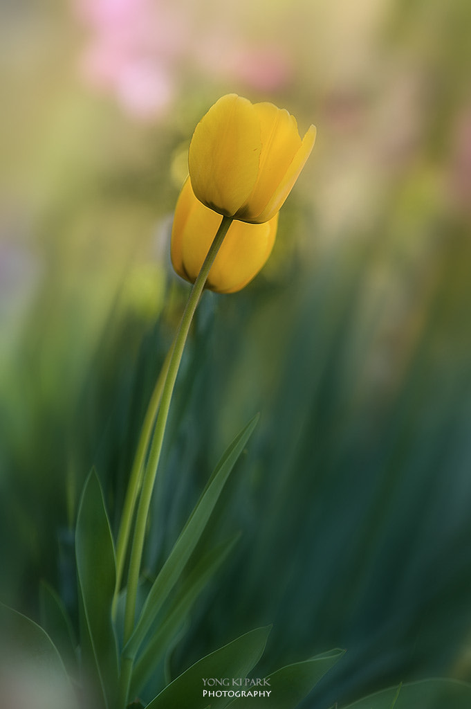 Pentax K-3 sample photo. Whispering sweet nothings photography