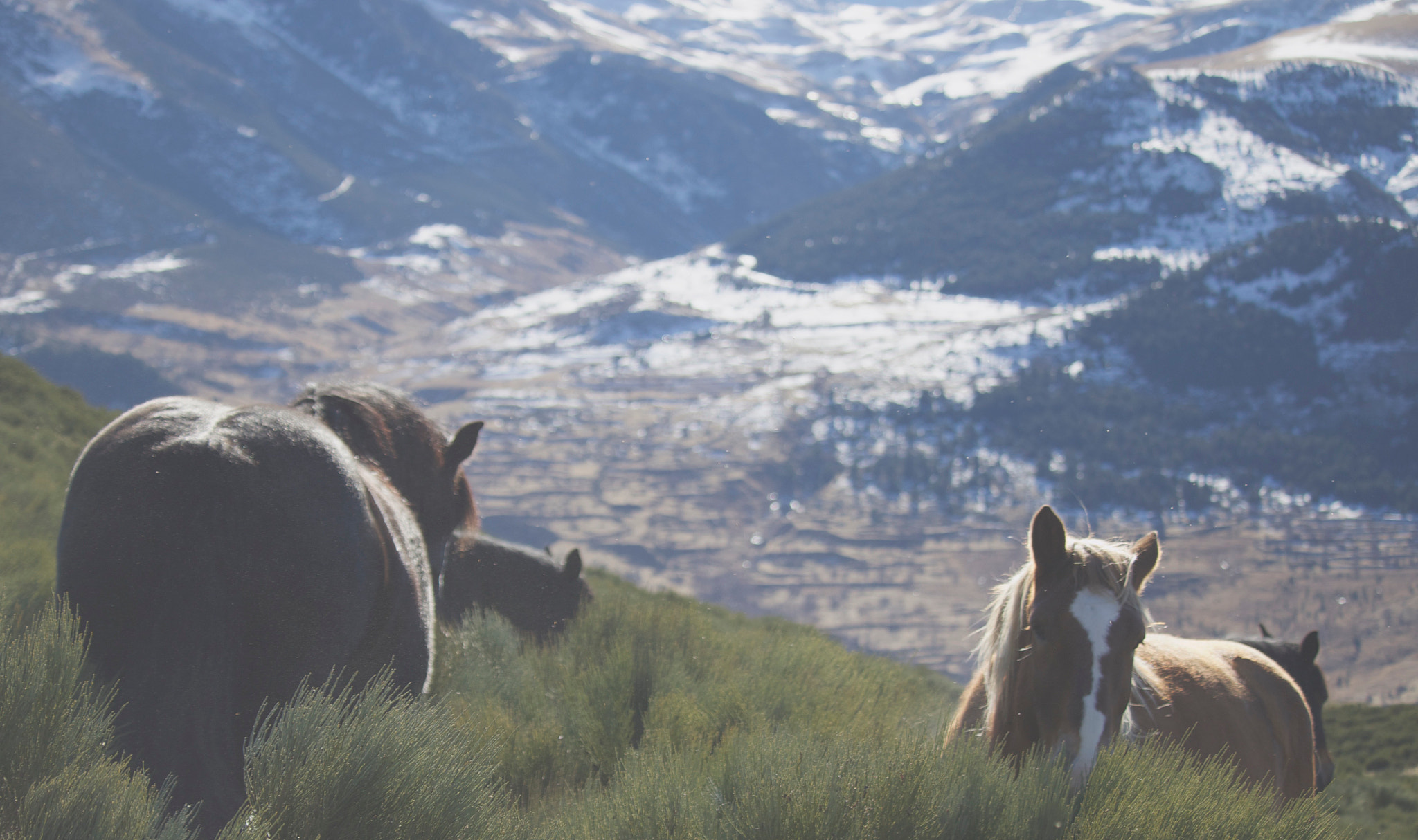 Canon EOS M sample photo. Wild horses photography