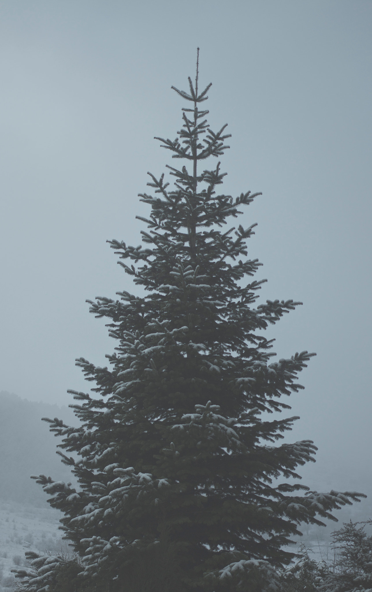 Canon EOS M + Canon EF 40mm F2.8 STM sample photo. Winter tree photography