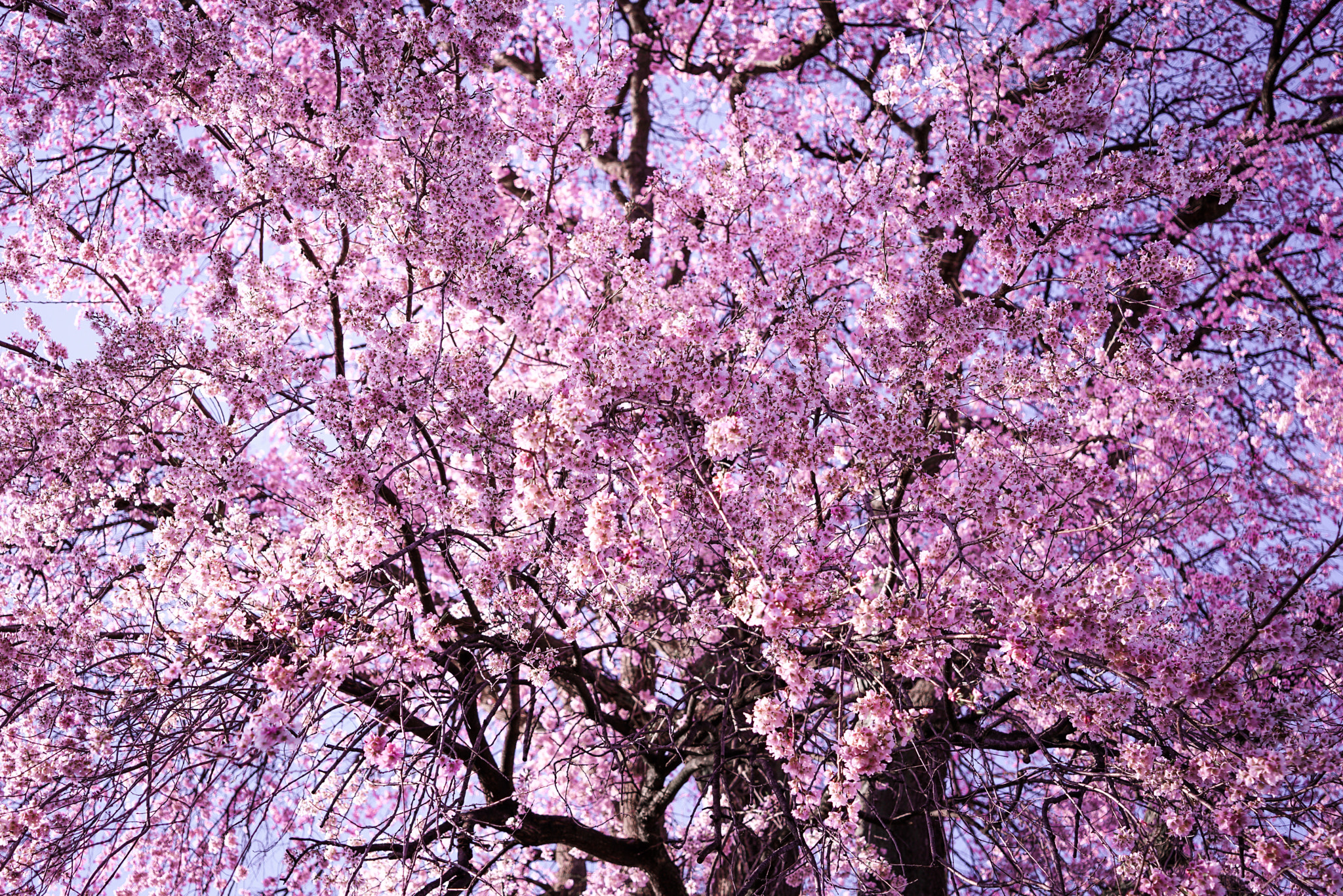 Huge Cherry blossoms Shower!